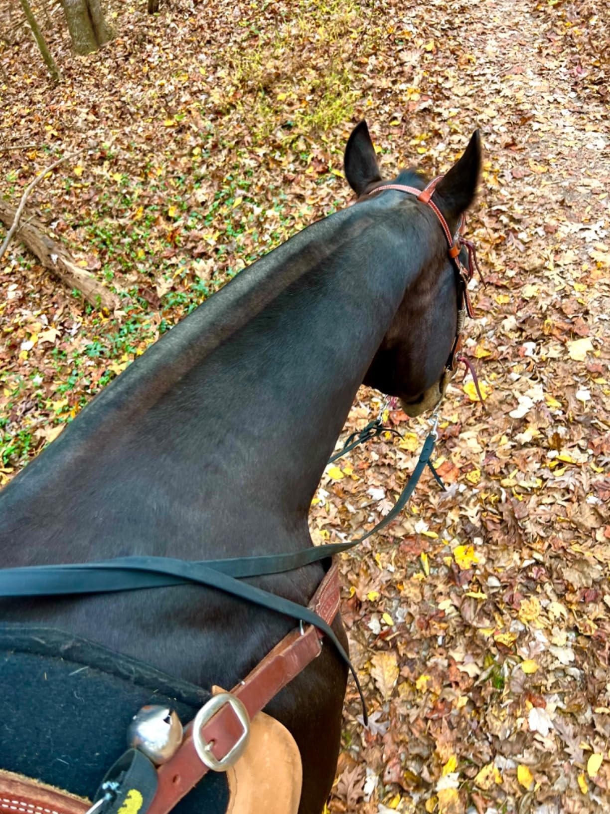 Coghlan's Magnetic Bear Bell with Silencer - Hiking Safety Gear for Wildlife Alert customer photo 1