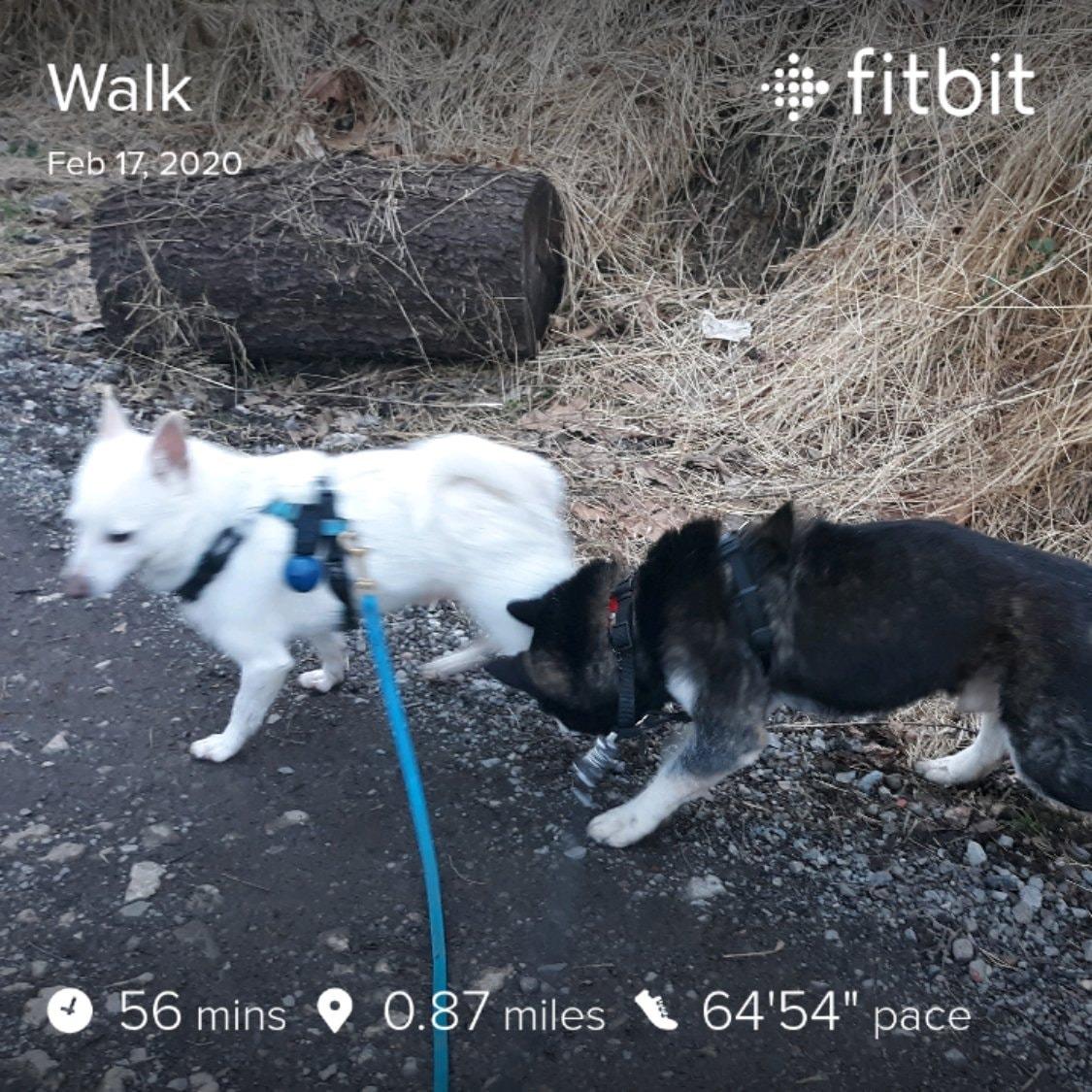 Coghlan's Magnetic Bear Bell with Silencer - Hiking Safety Gear for Wildlife Alert customer photo 2