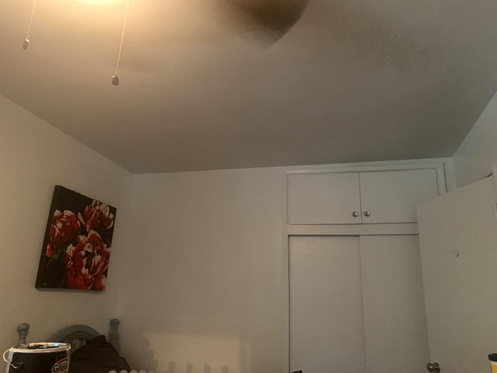 White/Off-White Interior Paint - Colonial White, 1 Quart Eggshell Glidden One Coat Paint + Primer customer photo 1