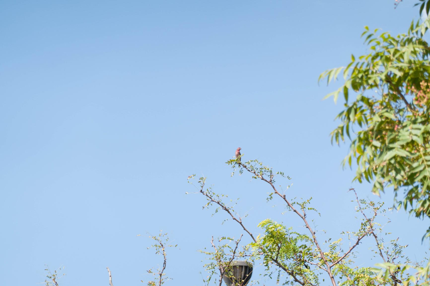 Sony RX100 VII Premium Compact Camera with 1.0-type Stacked CMOS Sensor (DSCRX100M7) customer photo 1