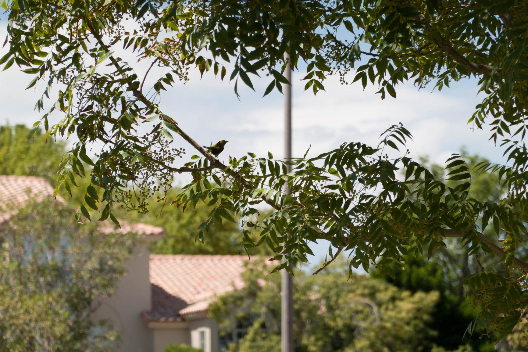 Sony RX100 VII Premium Compact Camera with 1.0-type Stacked CMOS Sensor (DSCRX100M7) customer photo 2