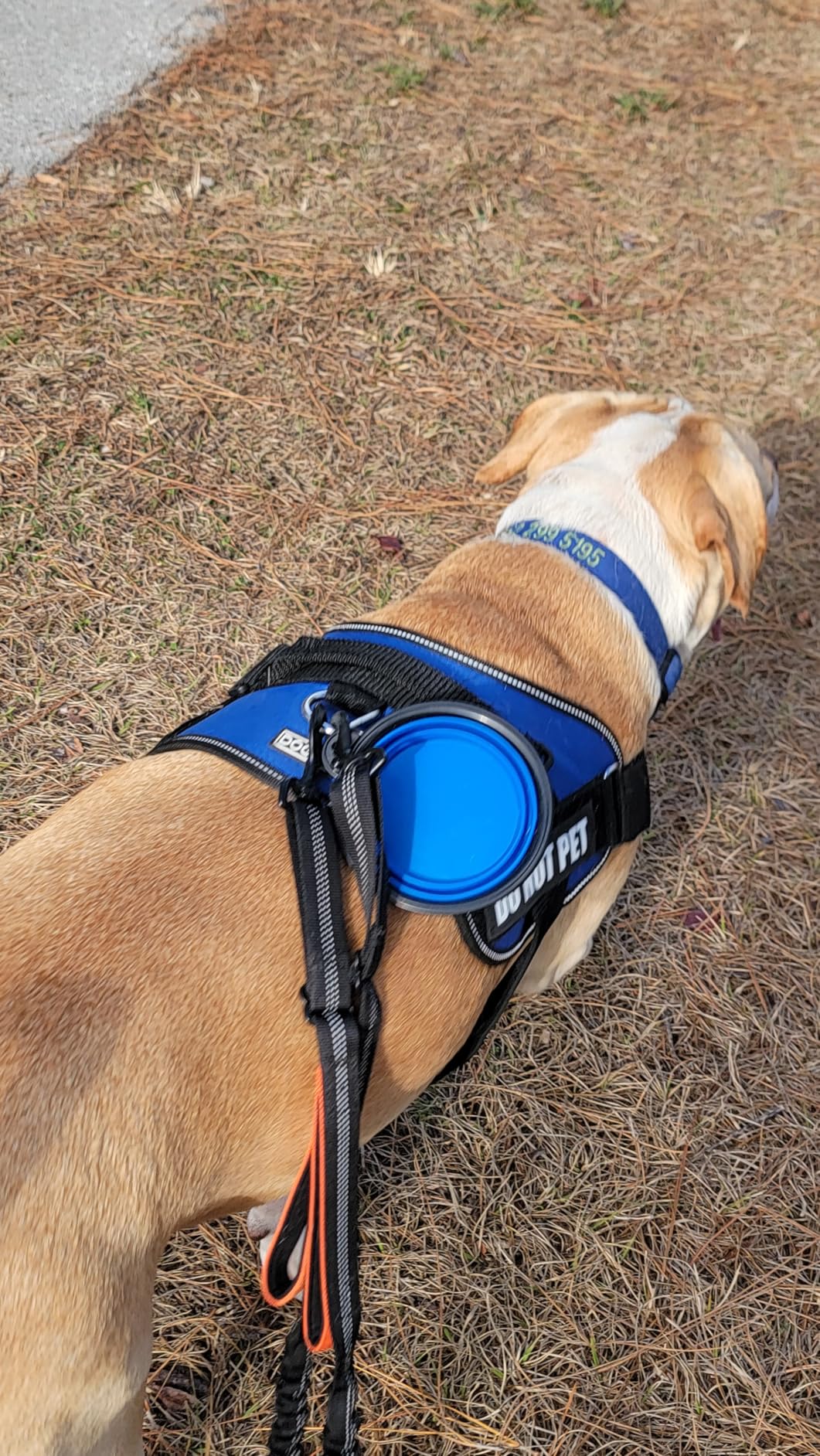 Dog Bowl Pet Collapsible Bowls, 2 Pack for Cats Dogs, Portable Pet Feeding Watering Dish for Walking Parking Traveling with 2 Carabiners (Small, Blue+Green) customer photo 1