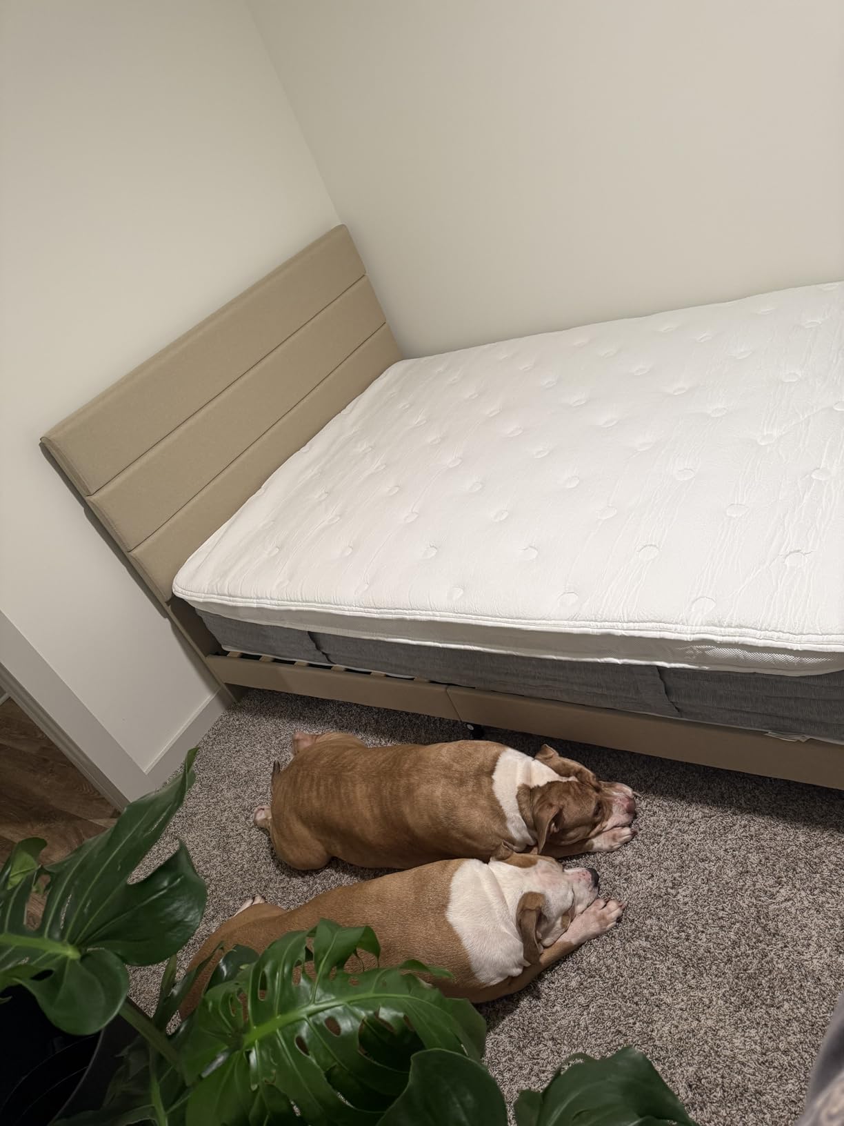 Allewie Queen Size Platform Bed Frame with Fabric Upholstered Headboard and Wooden Slats Support, Fully Upholstered Mattress Foundation, No Box Spring Needed, Easy Assembly, Dark Grey customer photo 1