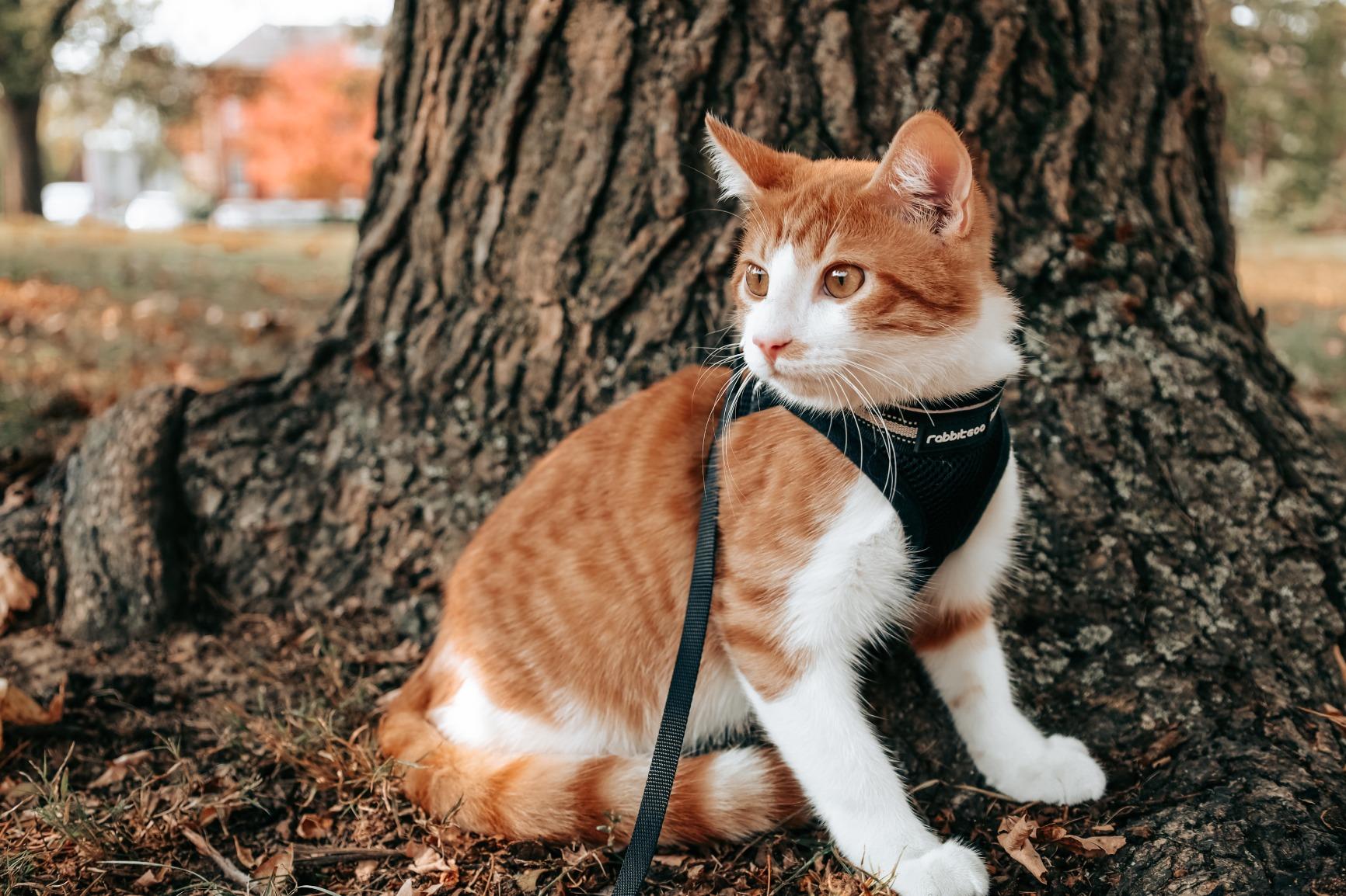 Canon EOS RP Full-Frame Mirrorless Interchangeable Lens Camera + RF24-105mm Lens F4-7.1 is STM Lens Kit- Compact and Lightweight for Traveling and Vlogging, Black (3380C132) customer photo 1