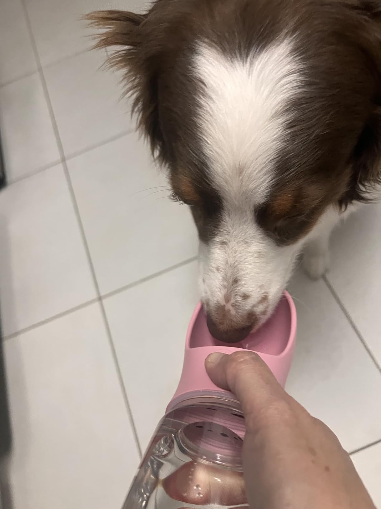 Kalimdor Dog Water Bottle, Leak Proof Portable Puppy Water Dispenser with Drinking Feeder for Pets Outdoor Walking, Hiking, Travel, Food Grade Plastic (19oz Blue) customer photo 1