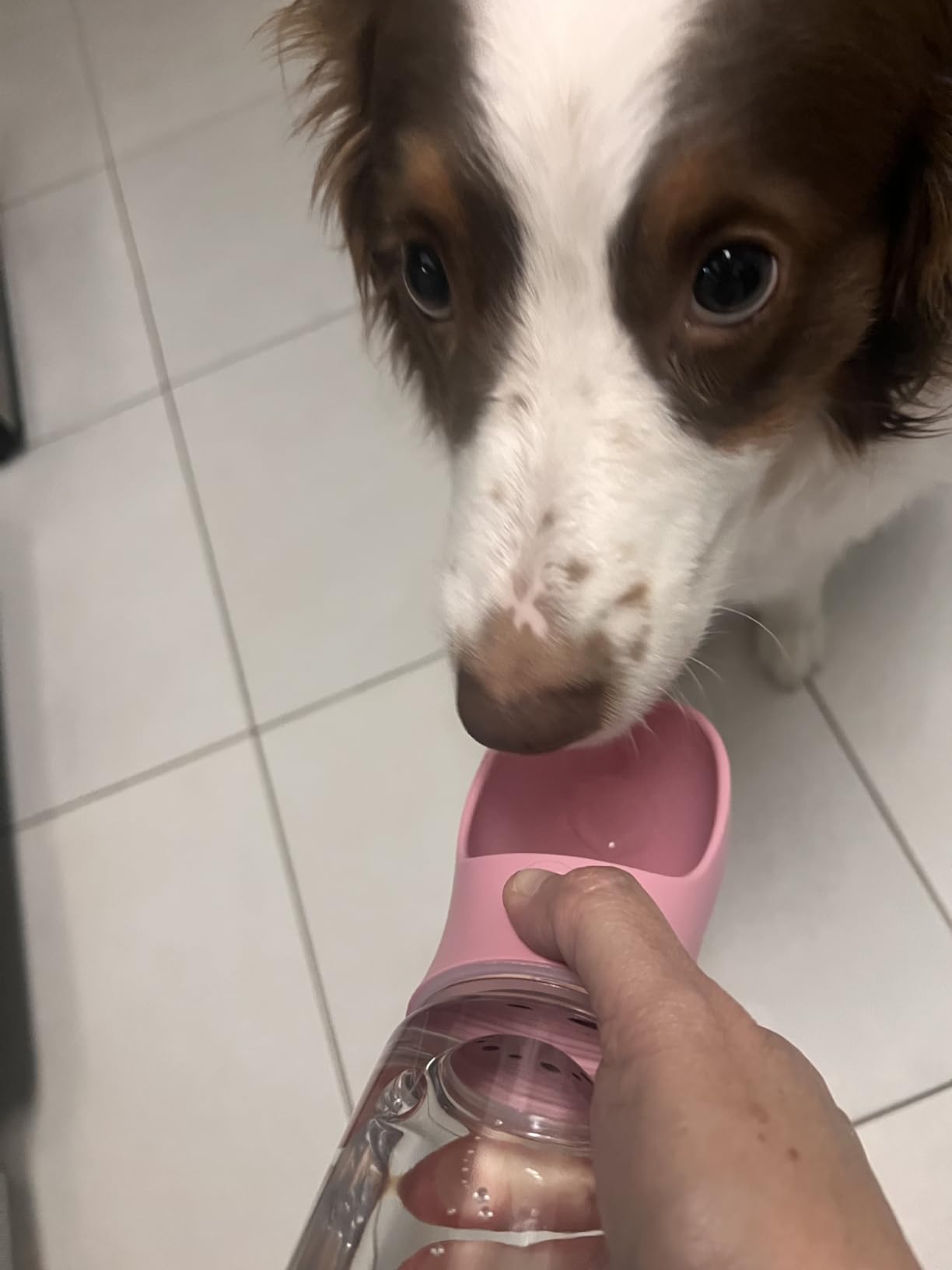 Kalimdor Dog Water Bottle, Leak Proof Portable Puppy Water Dispenser with Drinking Feeder for Pets Outdoor Walking, Hiking, Travel, Food Grade Plastic (19oz Blue) customer photo 2