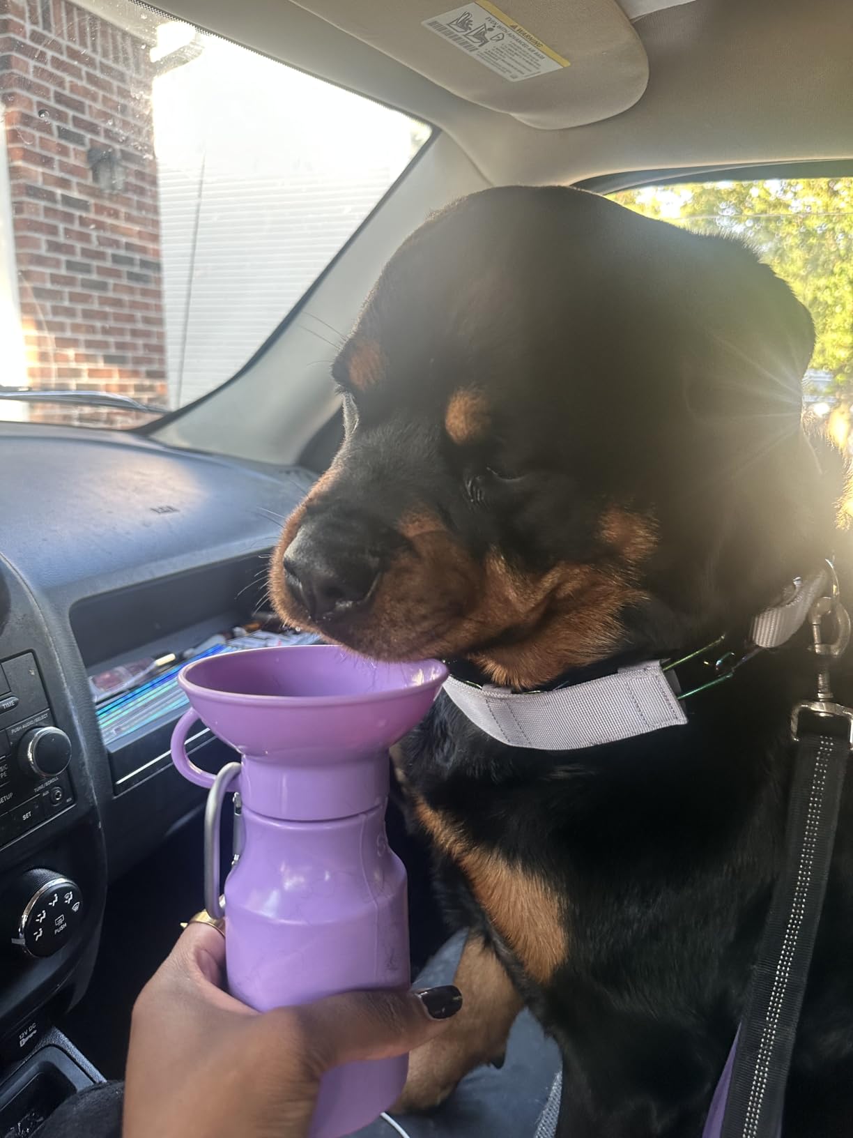 Springer Dog Water Bottle | Portable Travel Water Bottle Dispenser For Dogs - As Seen on Shark Tank | Patented, Leak-Proof customer photo 1
