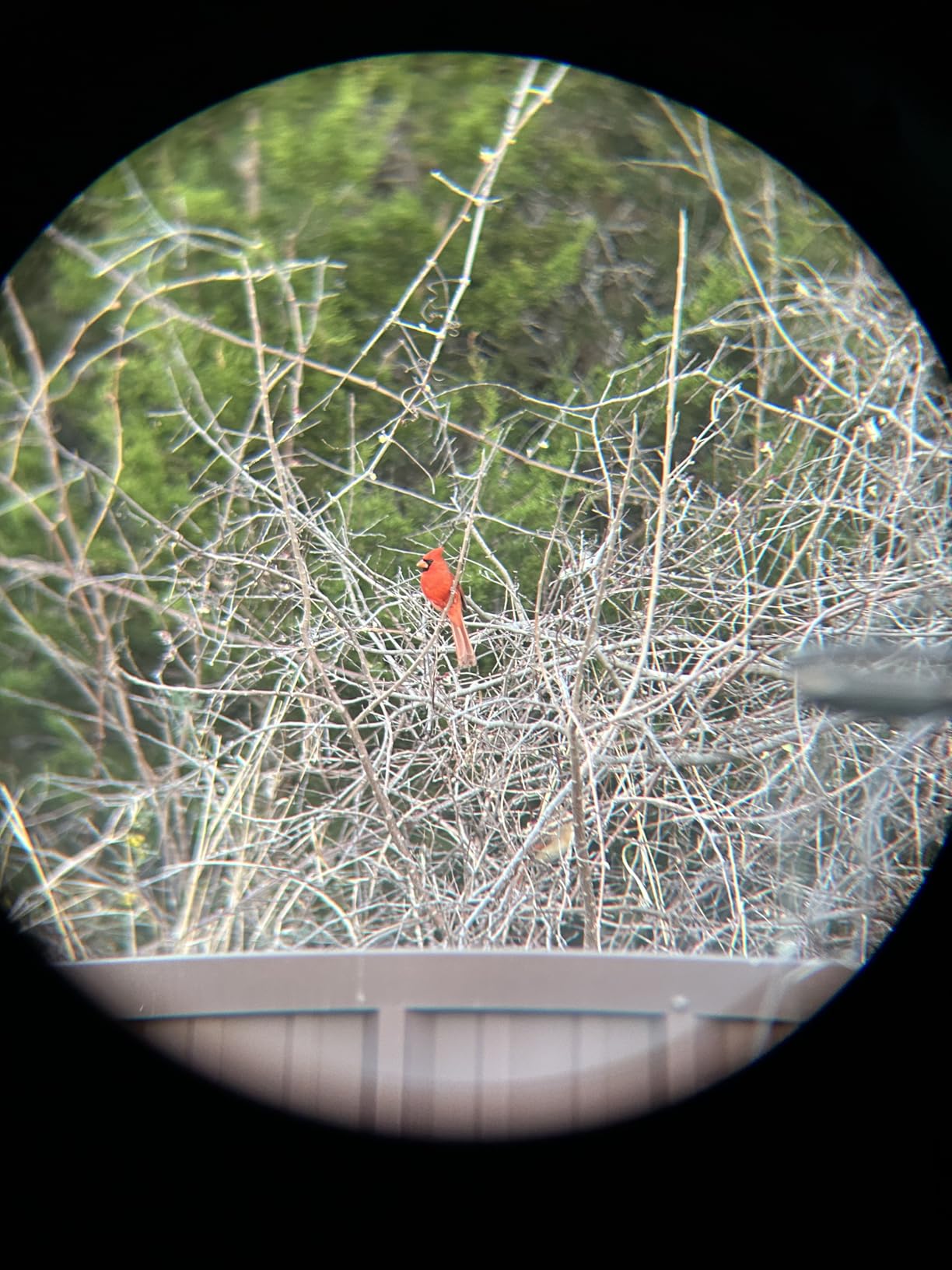 JOILCAN Tripod Camera Tripods, 74