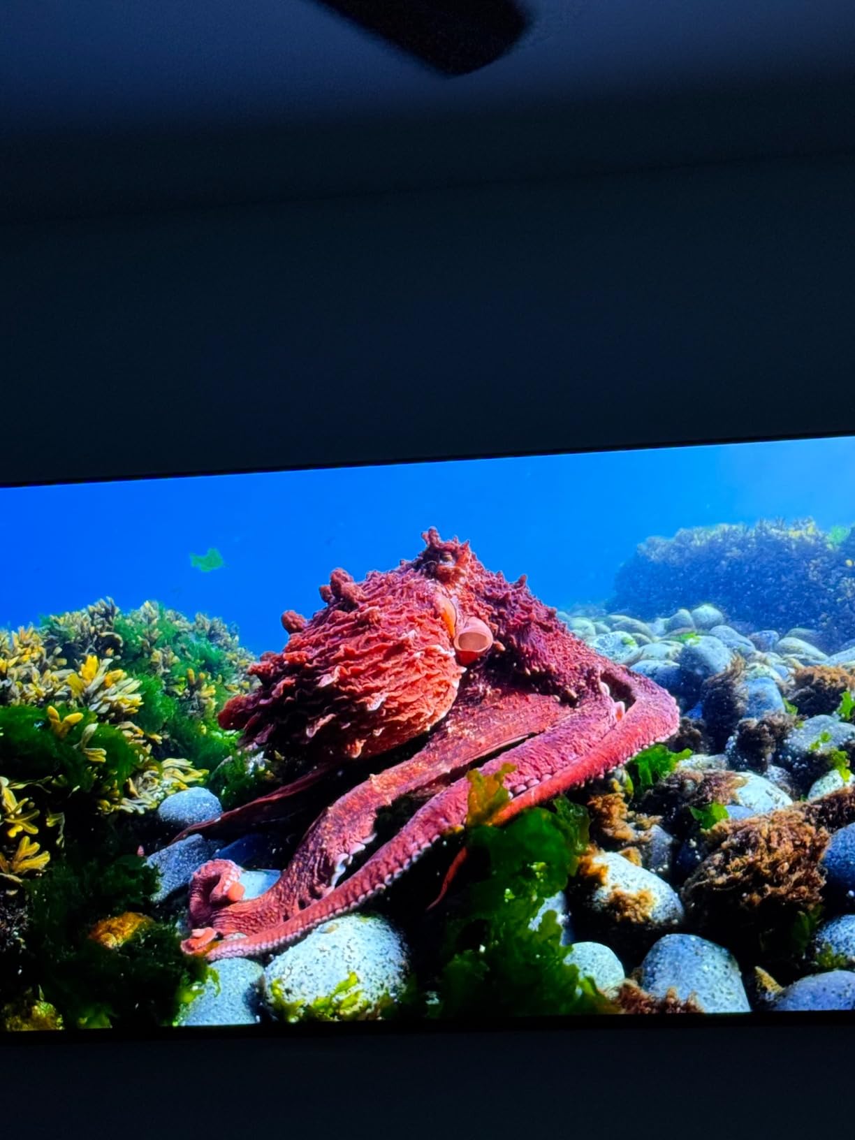 Samsung 65-Inch Class OLED 4K S85D Series HDR Smart TV w/Dolby Atmos, Object Tracking Sound Lite, Contour Design, Motion Xcelerator, Real Depth Enhancer, Alexa Built-in (QN65S85D, 2024 Model) customer photo 2