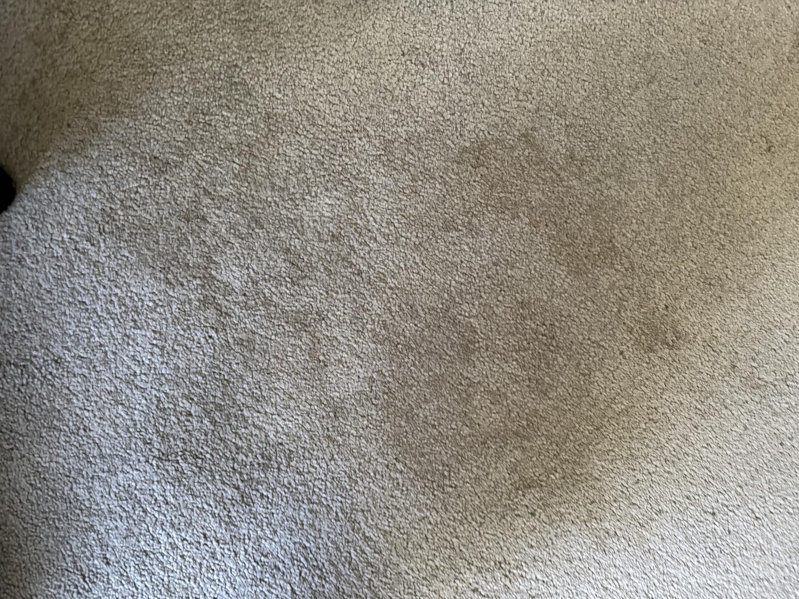 Carbona Carpet Cleaner with Brush | Oxy-Powered Foam for Spot Stain Removal | 13.5 Fl Oz customer photo 2