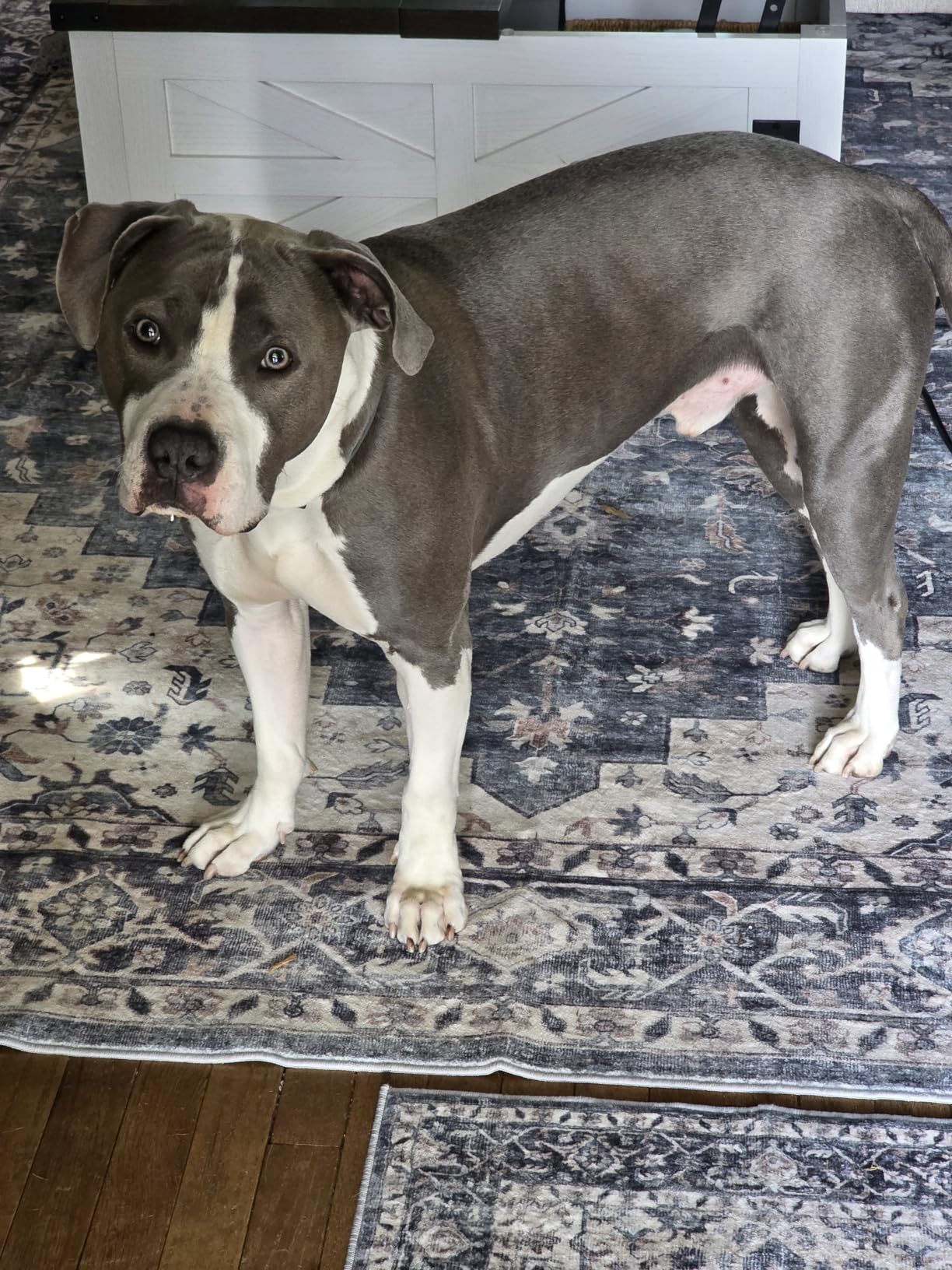 AMADA HOMEFURNISHING 8x10 Washable Area Rug, Low-Profile with Non-Slip Backing & Durable Edge Binding, Vintage Large Rugs Blue customer photo 2