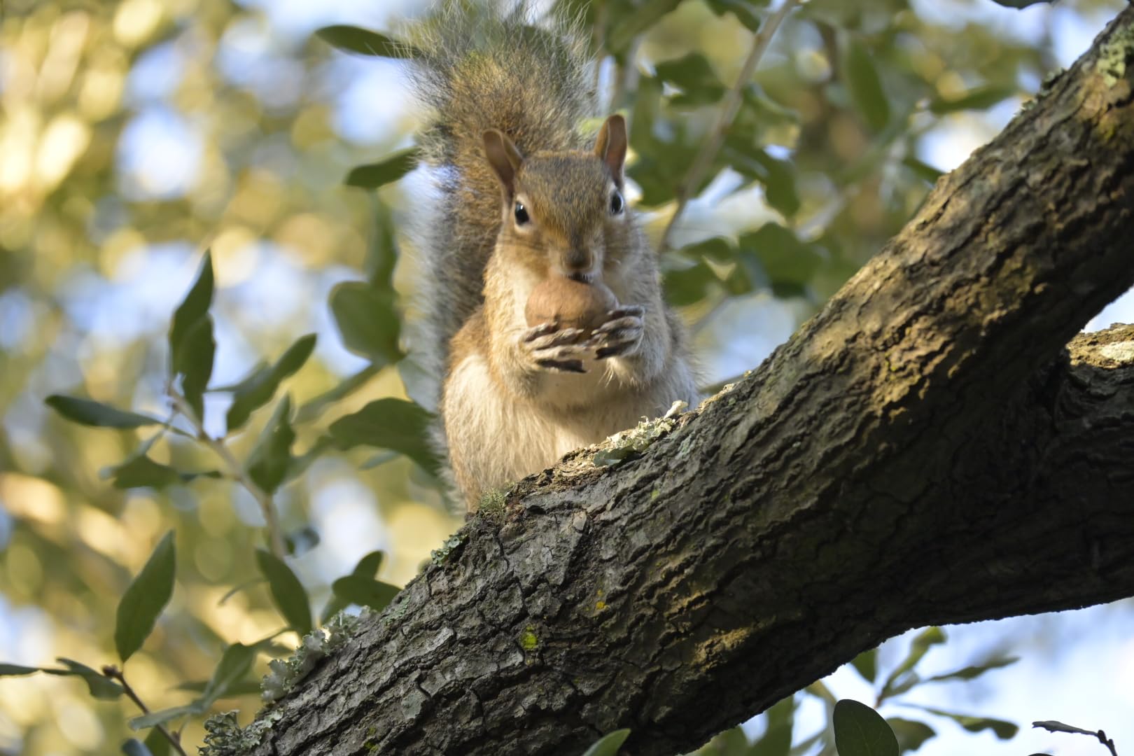 Nikon Z50 II | Compact mirrorless Stills/Video Camera with Easy Color presets and Wireless Photo Sharing | Nikon USA Model customer photo 1