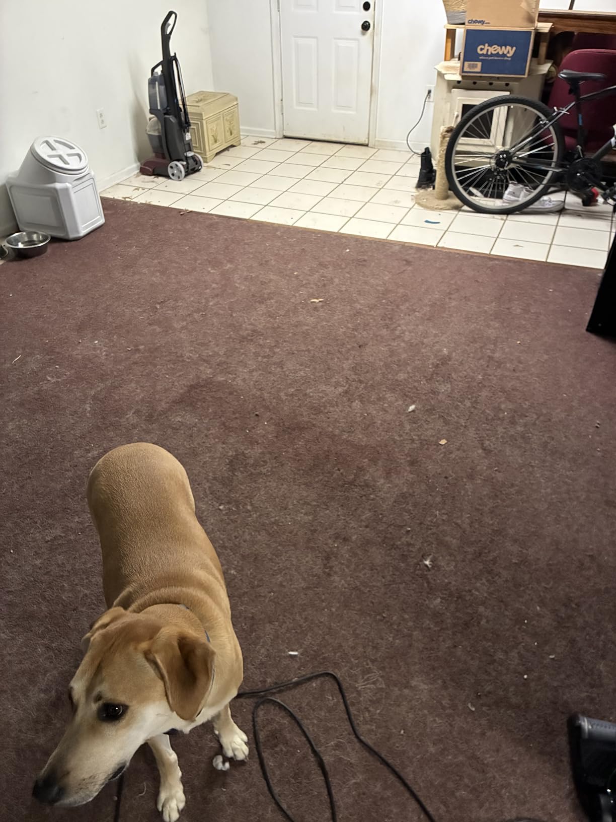 Bissell Pet Hair Eraser Allergen Lift-Off with Powerful Suction, HEPA, Tangle-Free Brush Roll, 39883 customer photo 1