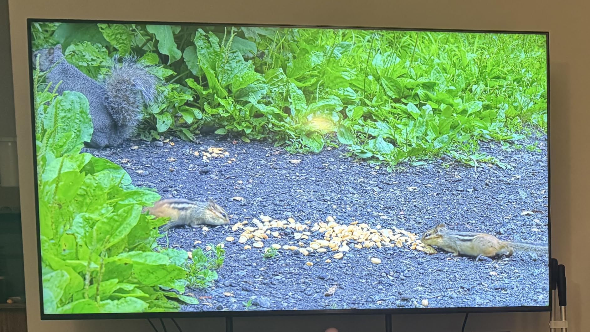 Sony BRAVIA 5 65 Inch TV, Mini LED, 4K Smart Google TV, XR Processor with AI Technology, 120hz Television with Dolby Vision/Atmos, Exclusive Features for PlayStation 5, K-65XR50 customer photo 2