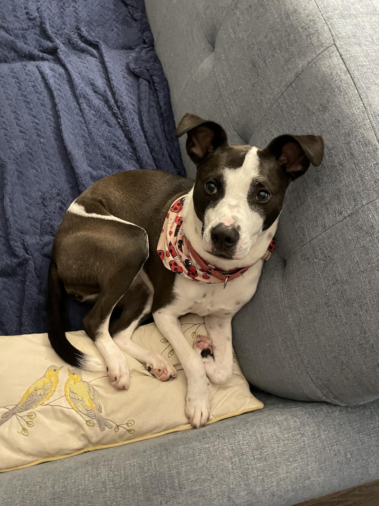 Cordless Vacuum Cleaner, Upgraded 55KPA 650W 70Mins Stick Vacuum with Hurricane Mode, Self-Standing, Touch Screen, 1.8L Dust Cup, Anti-tangle Wireless Vacumm, Vacuum Cleaners for Home/Pet Hair/Carpets customer photo 1