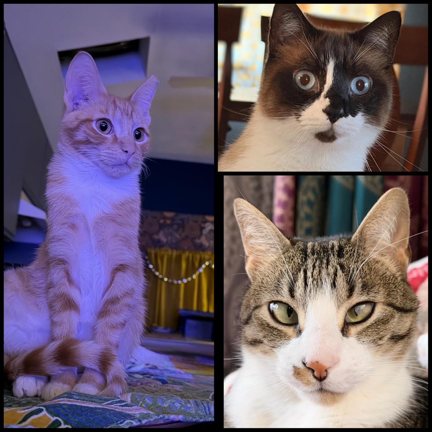 Cordless Vacuum Cleaner, Upgraded 55KPA 650W 70Mins Stick Vacuum with Hurricane Mode, Self-Standing, Touch Screen, 1.8L Dust Cup, Anti-tangle Wireless Vacumm, Vacuum Cleaners for Home/Pet Hair/Carpets customer photo 2