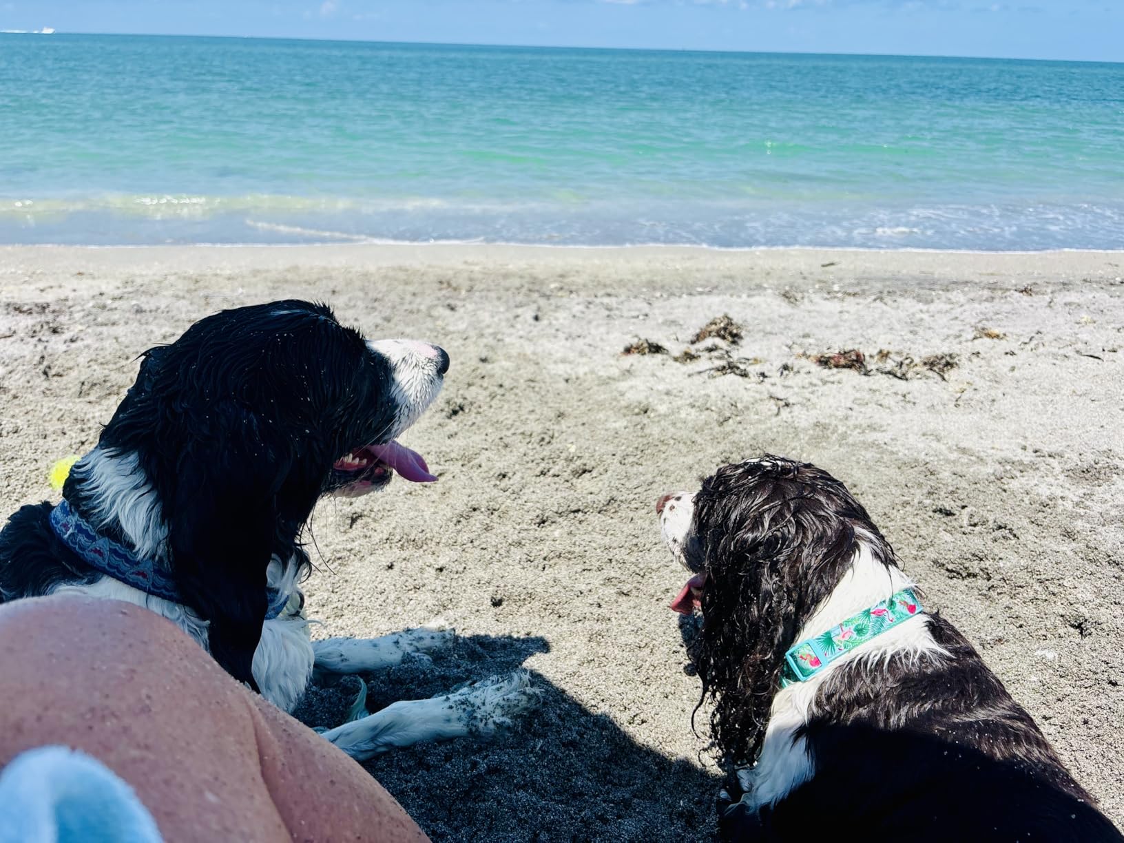How to Be a Beach Dog customer photo 1