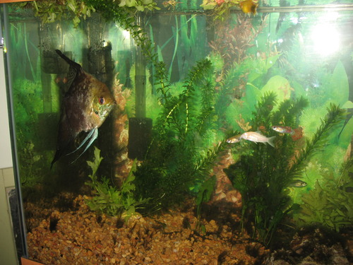 Fluval 50 Power Filter - Aquarium Filter for 20 to 50 Gallon Fish Tanks - Quiet Energy Efficient Pump customer photo 1