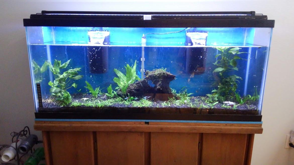 Tetra Whisper Internal Power Filter 5 to 10 Gallons, for Aquariums, In-Tank Filtration with Air Pump, Black customer photo 1