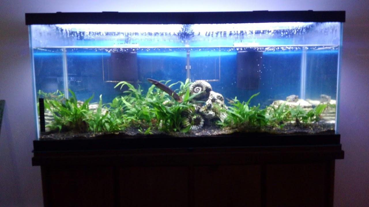 Tetra Whisper Internal Power Filter 5 to 10 Gallons, for Aquariums, In-Tank Filtration with Air Pump, Black customer photo 2