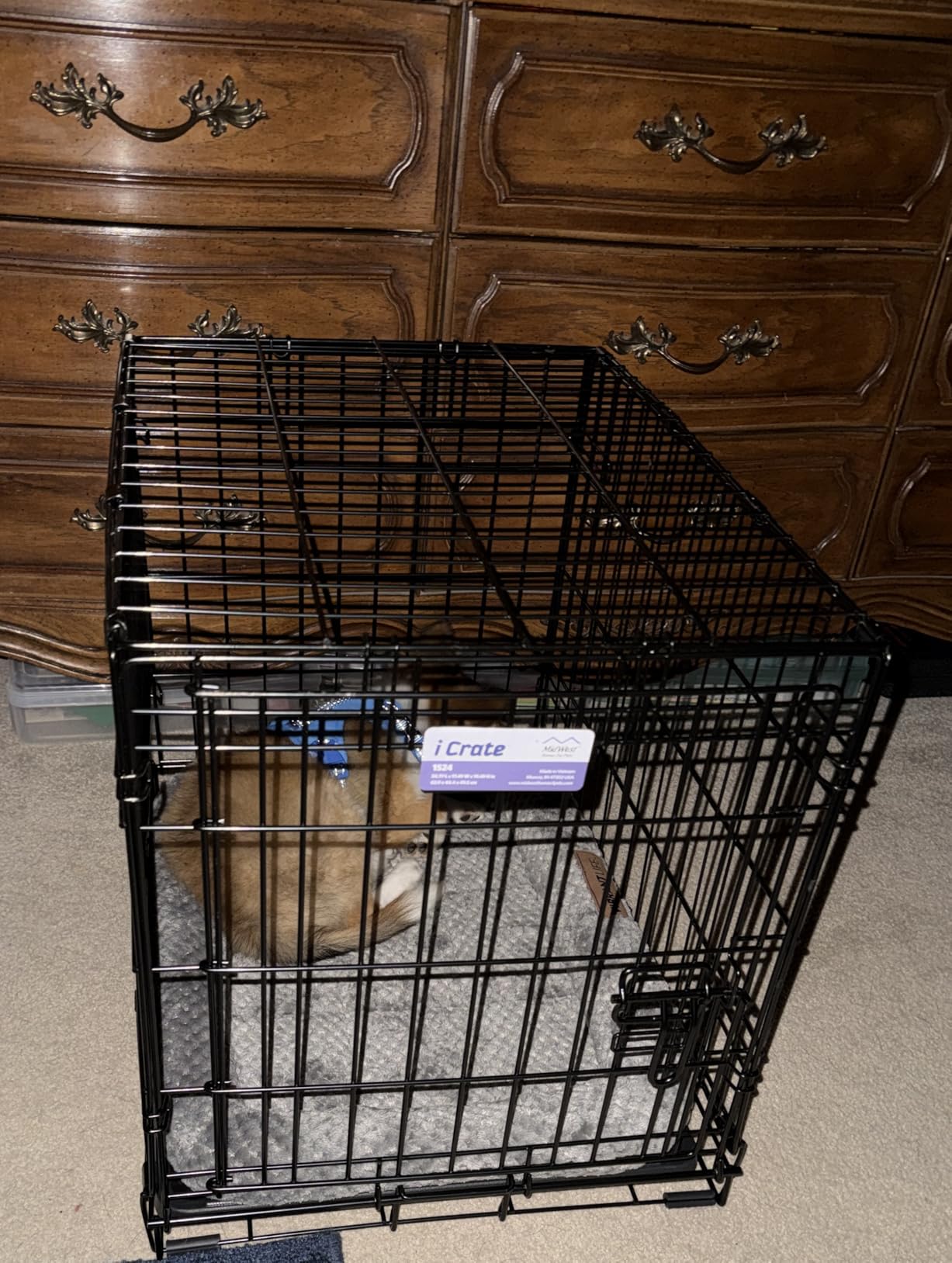 MidWest Homes for Pets 36-Inch iCrate for Medium-Large Breeds, 41-70 lbs, Single Door Folding Dog Crate with Divider Panel, Leak-Proof Tray & Secure Latches customer photo 2