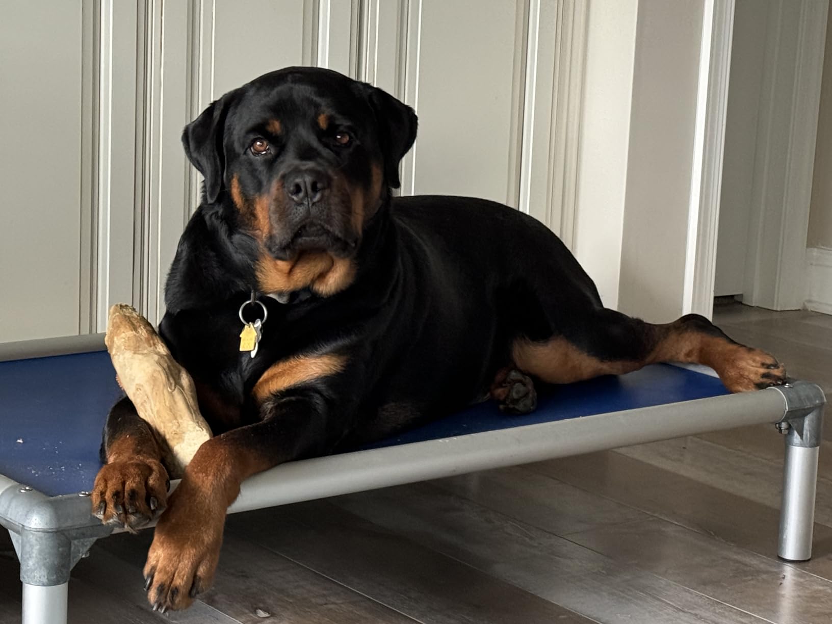 Kuranda Chewproof Elevated Dog Bed - Silver Aluminum - 35