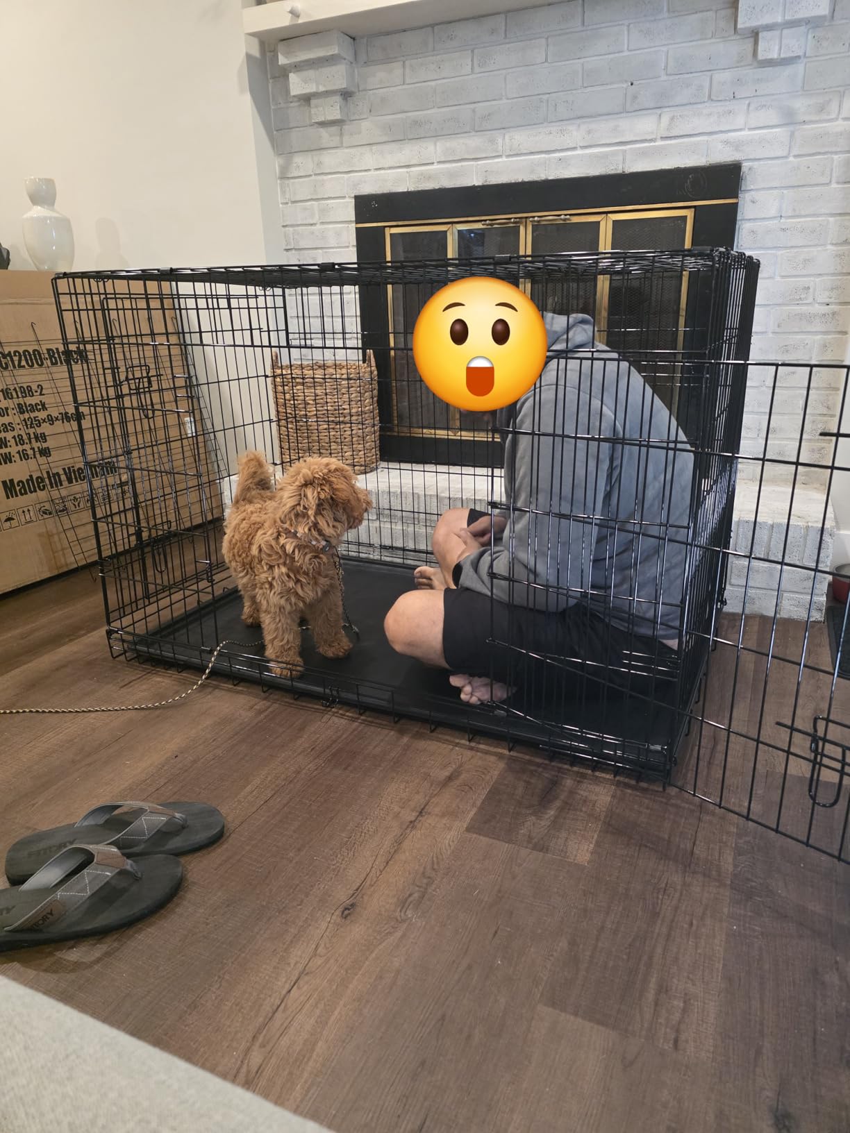 BestPet 48