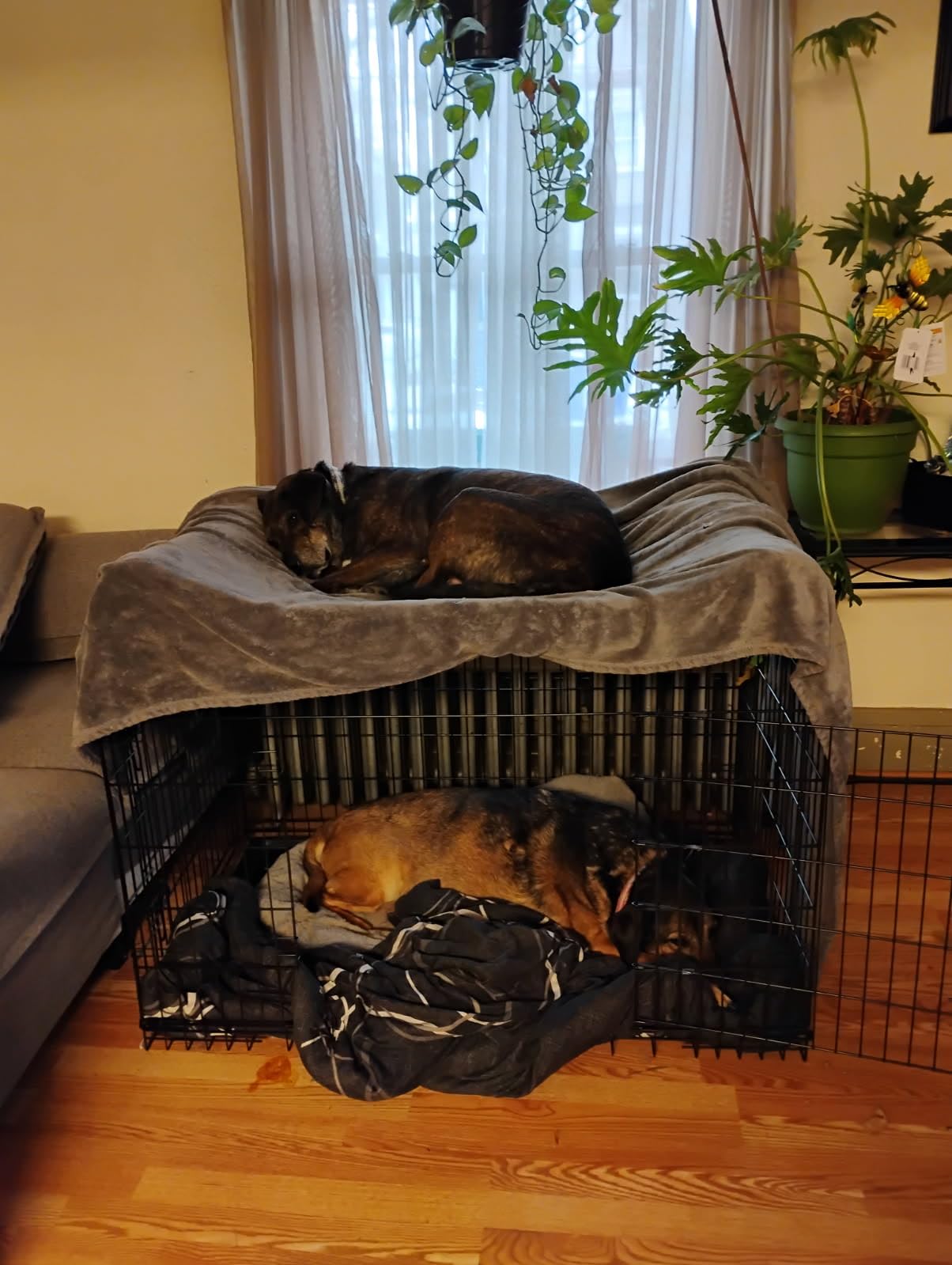 BestPet 48