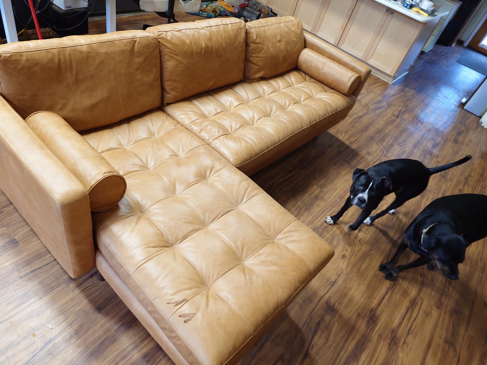 Poly & BARK Napa 88.5
