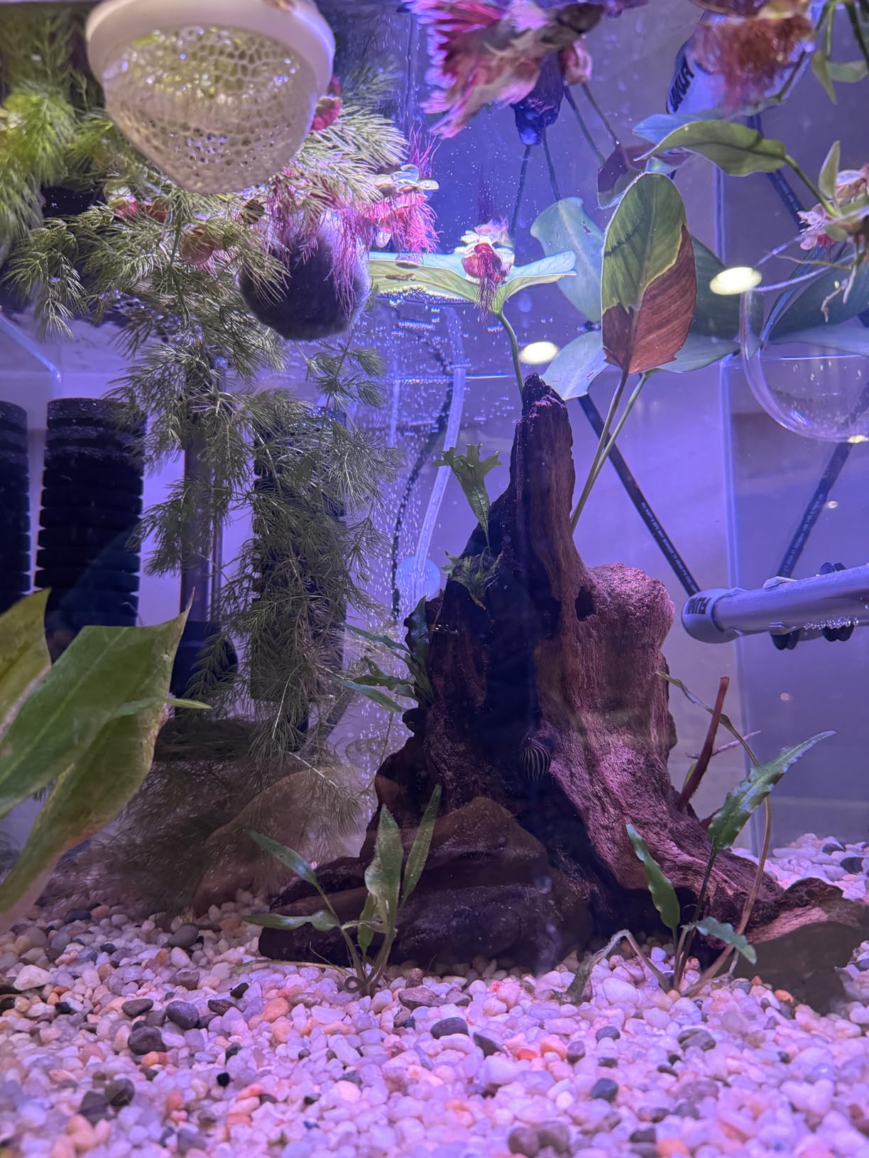 hygger Sponge Filter, Aquarium Filter Double Sponge Replaceable Media with Biochemical Sponges and Ceramic Balls (M for 15 to 55 Gallon Tank) customer photo 2