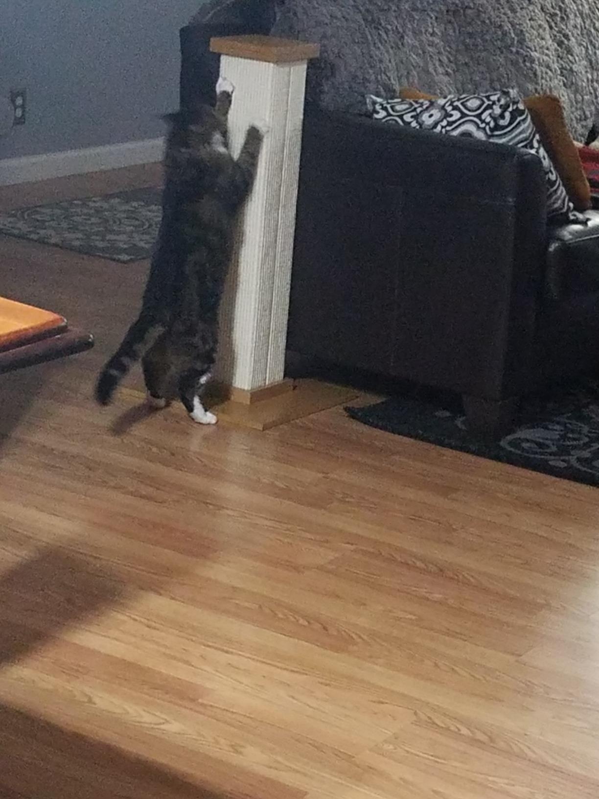 SmartCat Ultimate Scratching Post - Gray, Large 32 Inch Tower - Sisal Fiber, Simple Design - For All Cats customer photo 2