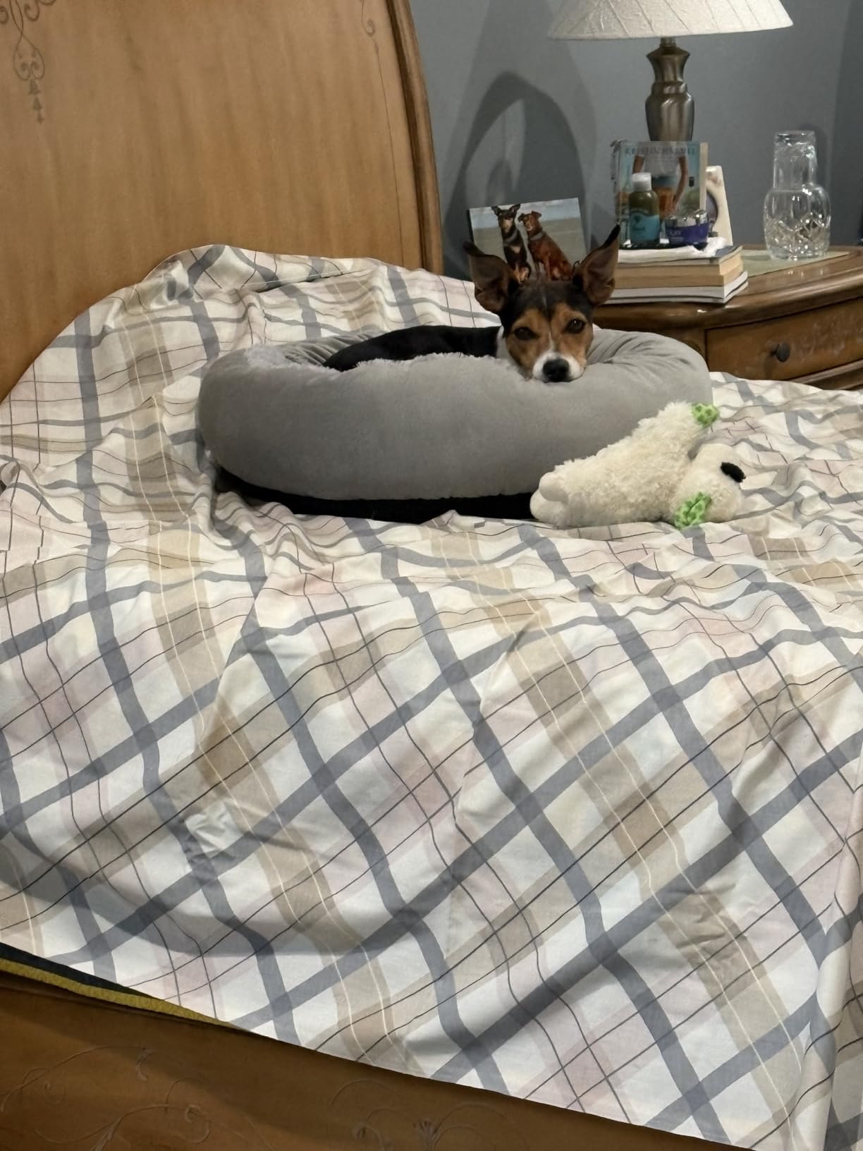 JOEJOY Small Dog Bed Cat Bed with Hooded Blanket, Cozy Cuddler Luxury Puppy Pet Bed, Donut Round Calming Anti-Anxiety Dog Burrow Cave Bed - Anti-Slip Bottom and Machine Washable 23 inch customer photo 1