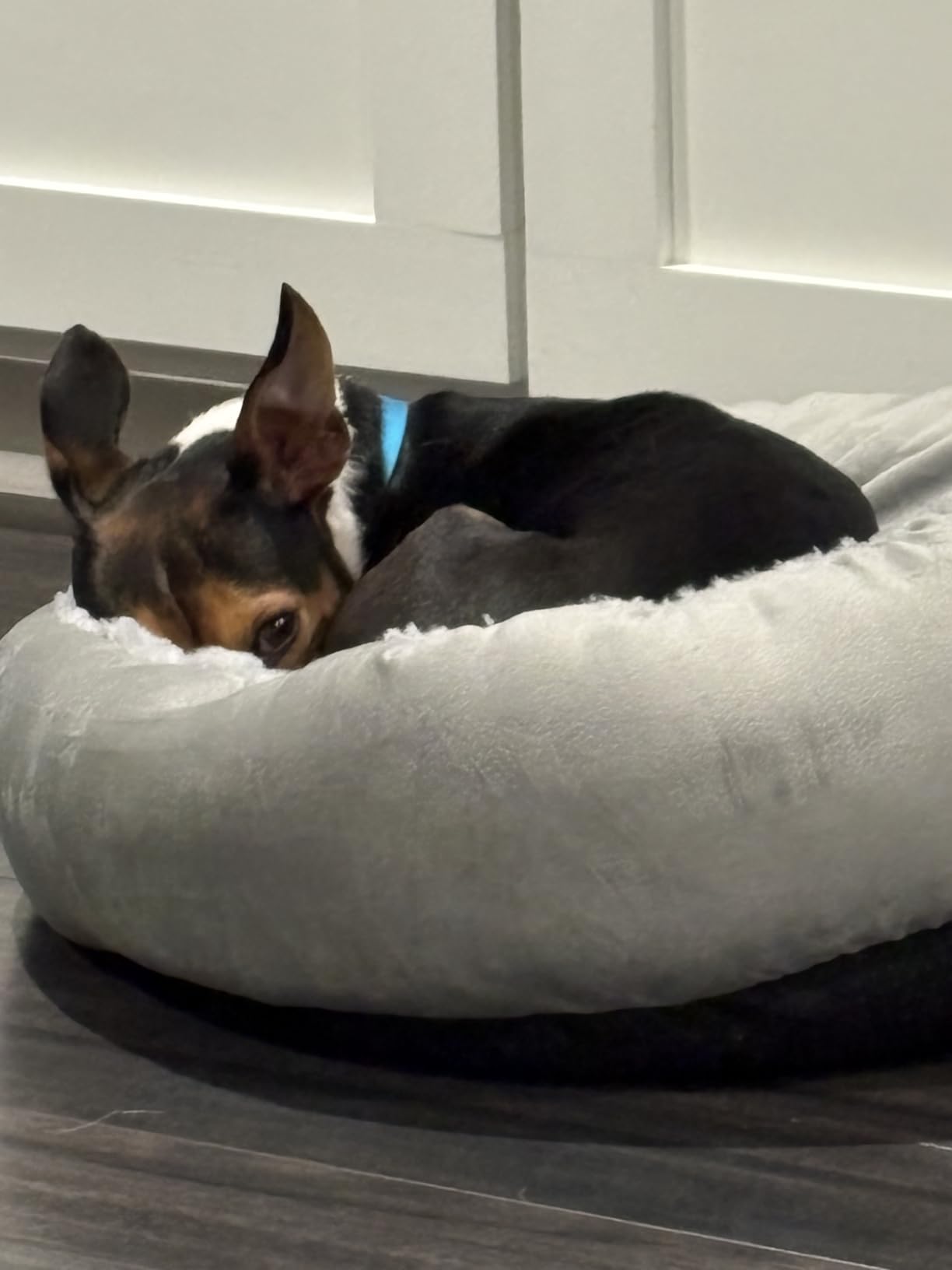 JOEJOY Small Dog Bed Cat Bed with Hooded Blanket, Cozy Cuddler Luxury Puppy Pet Bed, Donut Round Calming Anti-Anxiety Dog Burrow Cave Bed - Anti-Slip Bottom and Machine Washable 23 inch customer photo 2