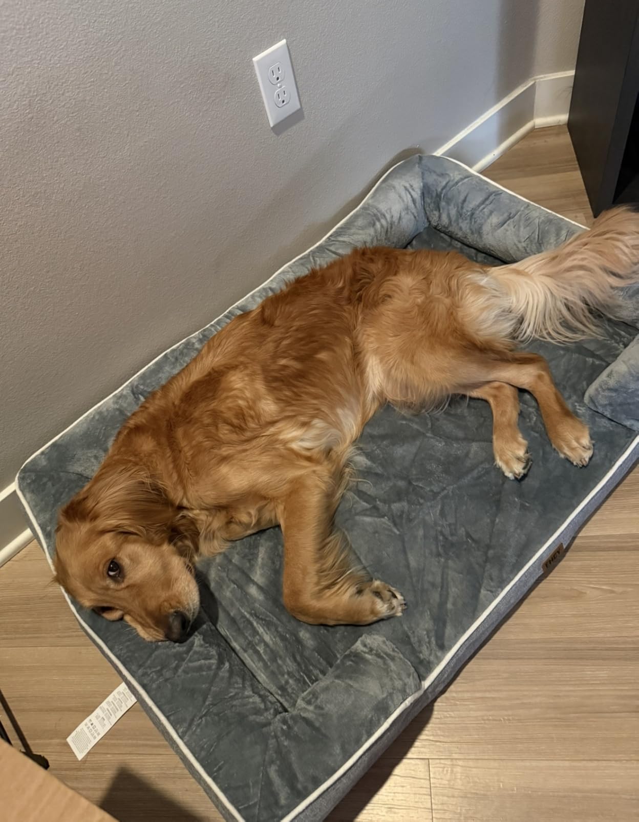 EHEYCIGA Orthopedic Dog Beds Large Sized Dog, Waterproof Memory Foam Pet Bed with Sides, Non-Slip Bottom Large Pet Bed with Washable Removable Cover, Grey customer photo 2