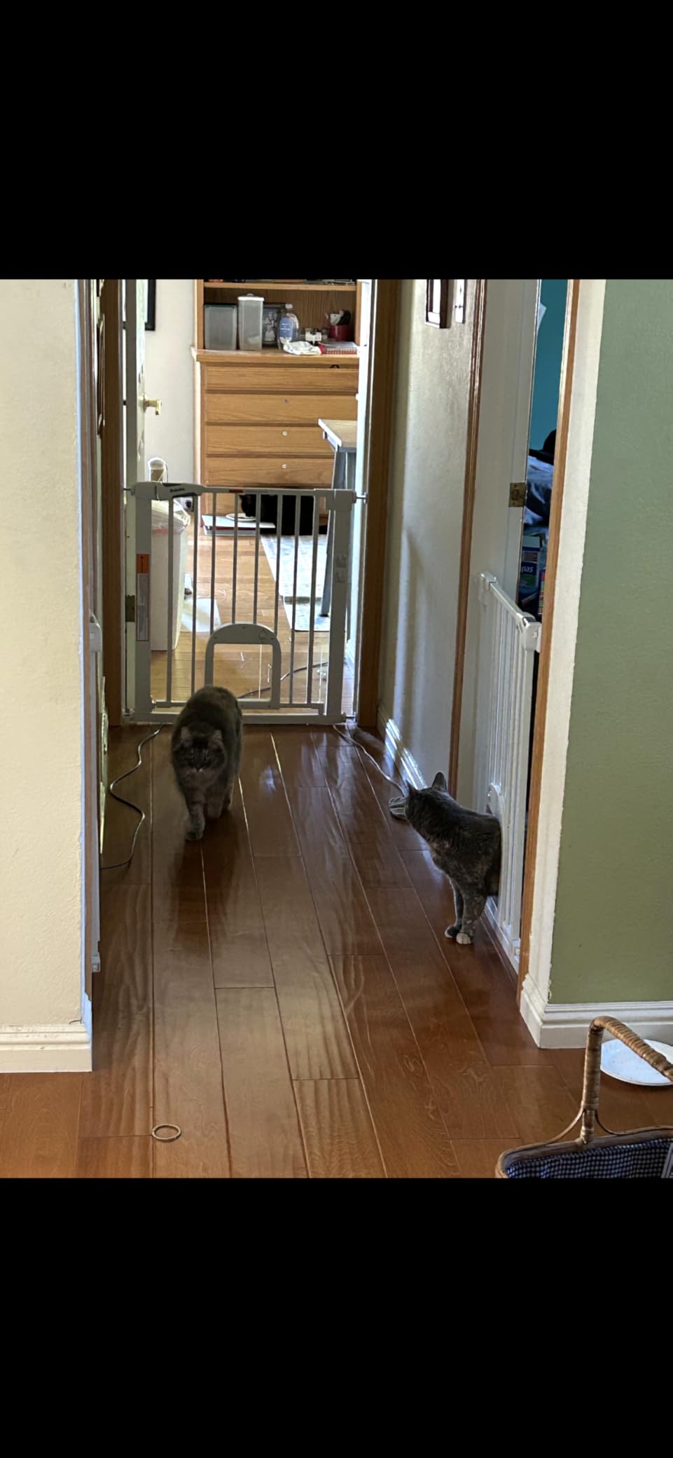 Babelio Baby Gate with Adjustable Cat Door, 29-43