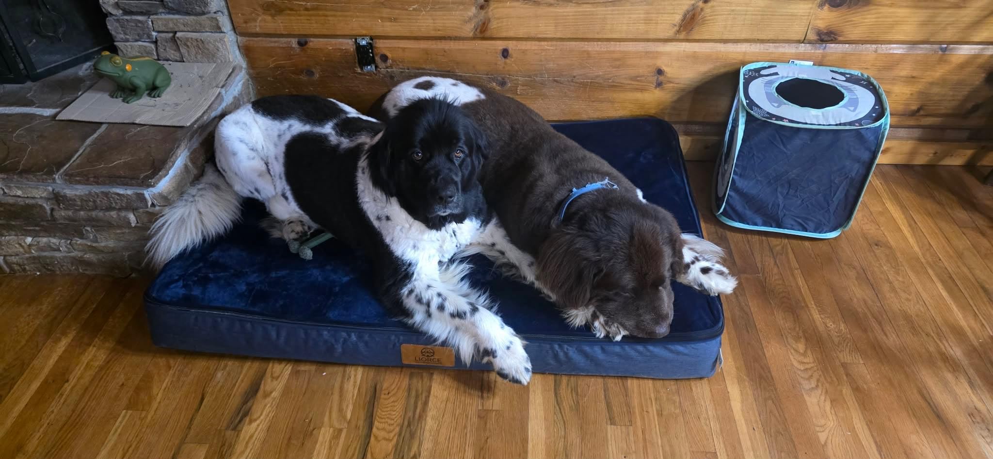 LIORCE Orthopedic Memory Foam XXL Dog Bed - 6
