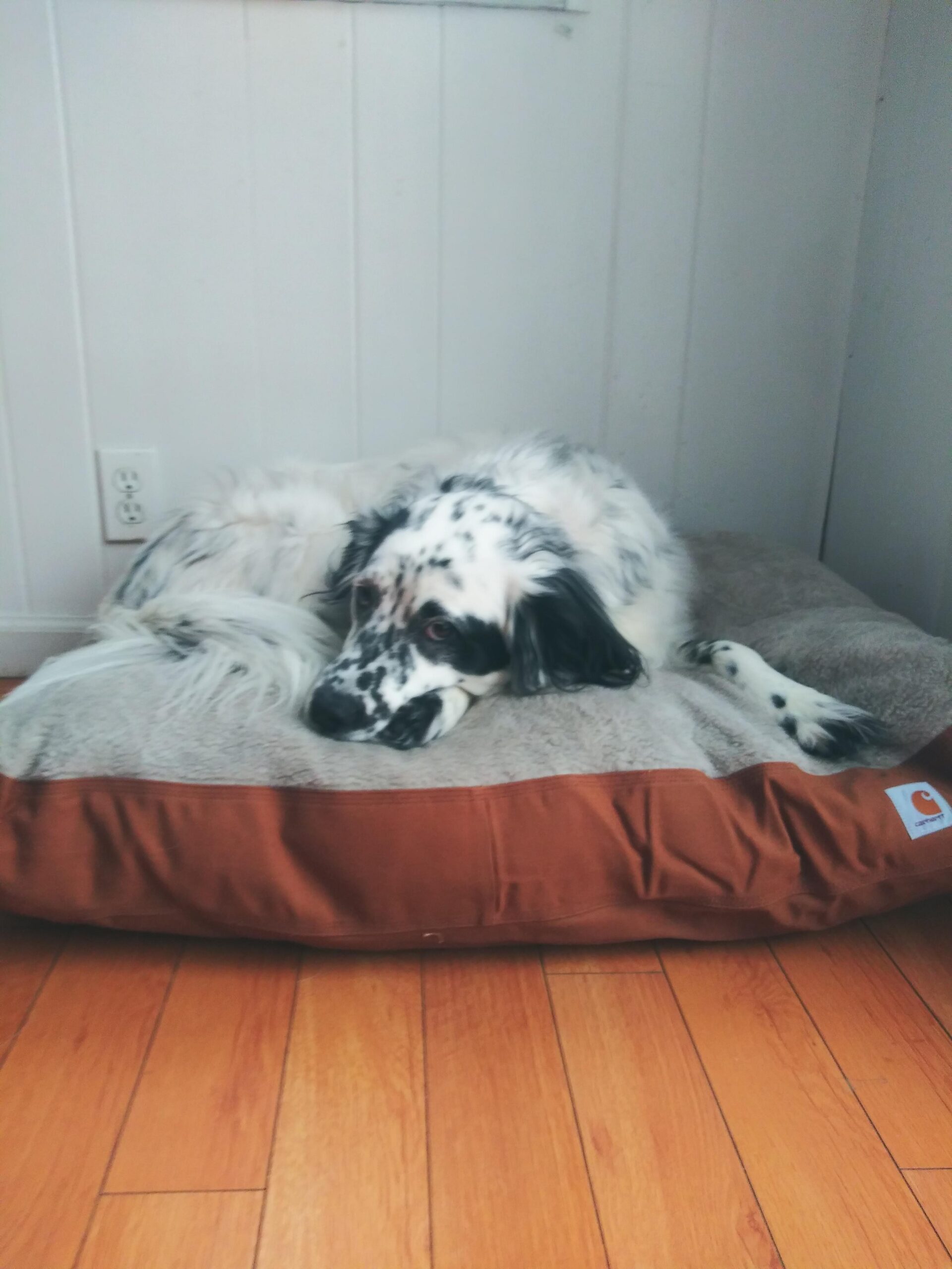 Carhartt Durable Canvas Pet Bed, Water Resistant Firm Duck Dog Bed, Carhartt Brown, Large customer photo 2