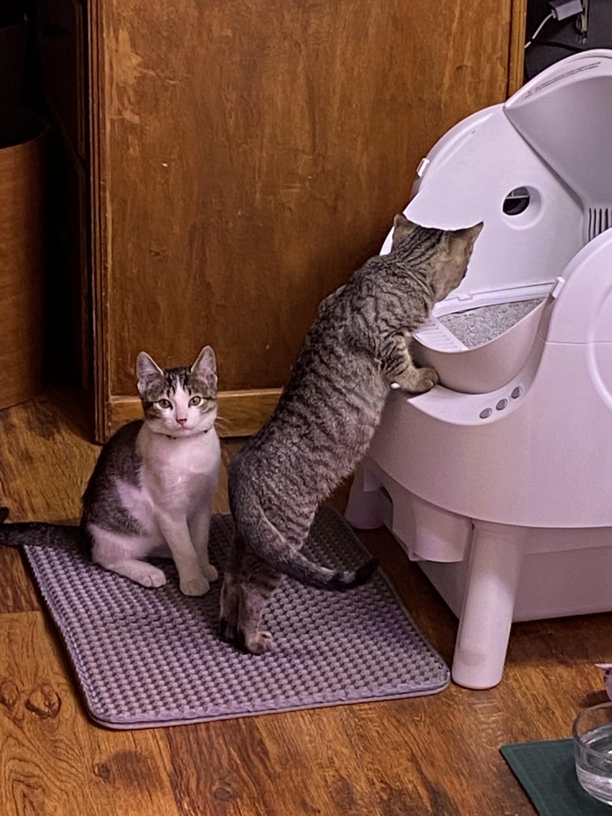PetPivot Self Cleaning Litter Box, Open Top Automatic Litter Box for Multiple Cats, Multiple Layer Safety Protection, Liners and Mat Included, White customer photo 2