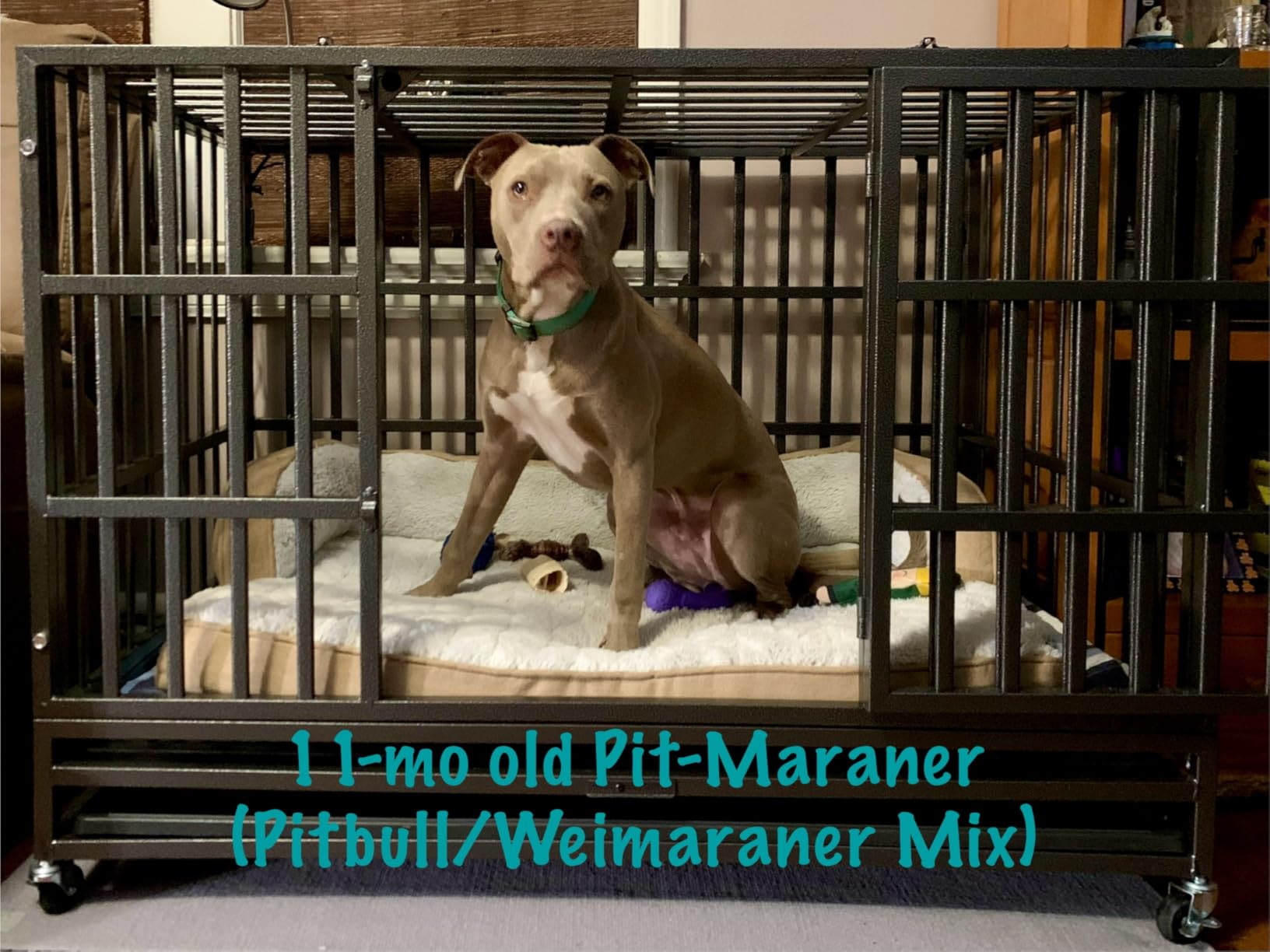 Oranland 48 inch Heavy Duty Indestructible Dog Crate, 2025 New Upgraded Reinforced Baseplate for Large Dogs, XL Dog Crate for High Anxiety Dogs with Double Door and Wheels customer photo 1