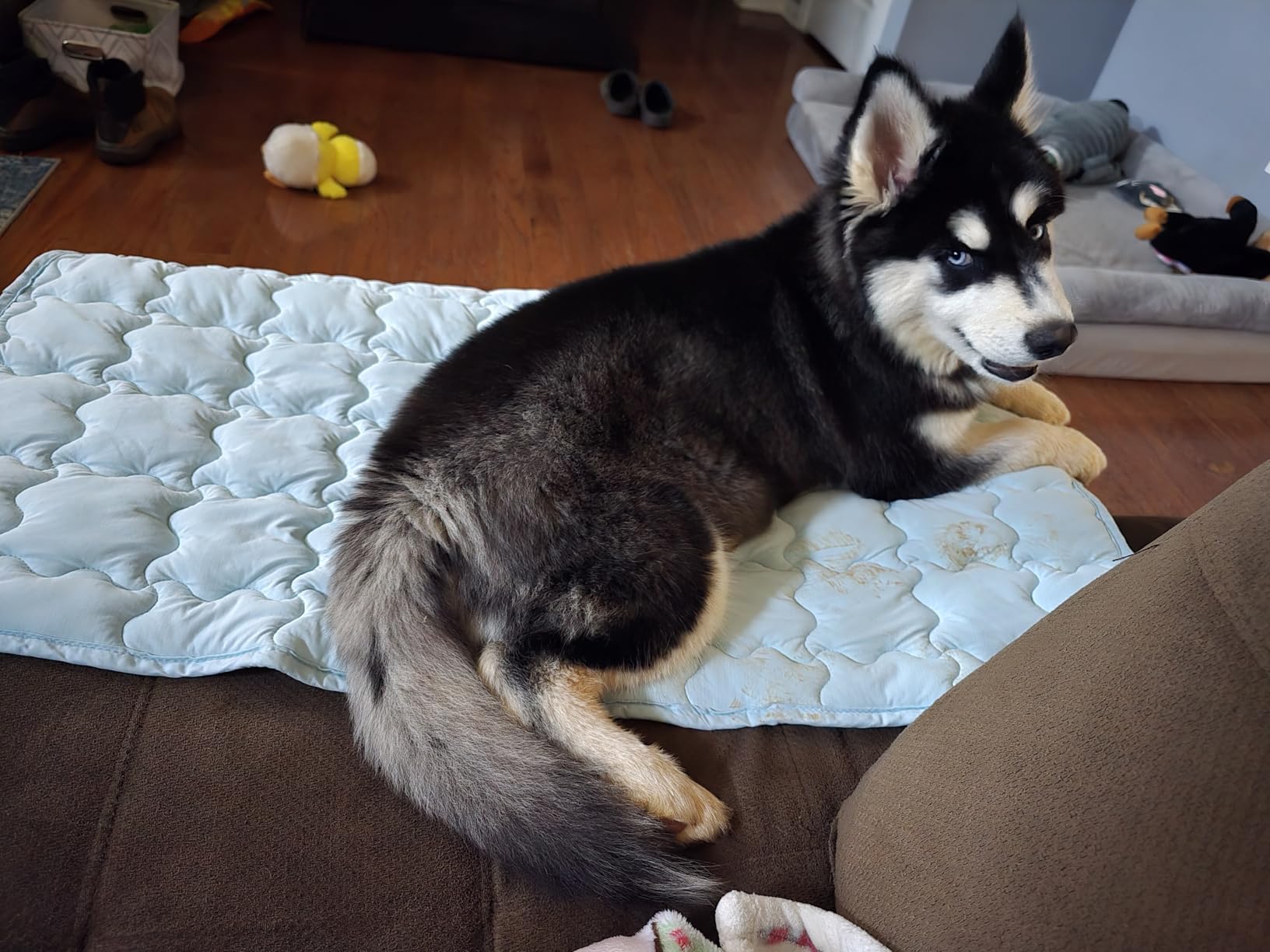 Bedsure Cooling Dog Mat Extra Large, Q-Max>0.5 XL Thin Breathable Cold Crate Pad for Pet, Portable Washable Kennel Bed for Summer Active Dog with Chill Soothing Fabric to Rapid Cooling, 41×28, Blue customer photo 1″ class=”wp-image-customer”/></figure>


<p>The machine-washable fabric survived mud, sand, and grass stains during outdoor testing. Being dryer-safe simplifies cleaning compared to gel mats that require air drying. The OEKO-TEX certification ensures no harmful chemicals contact your pet’s skin.</p>

<p>This mat works well as a crate liner, car travel pad, or temporary cooling solution. However, the cooling effect lasts shorter than gel-based alternatives, requiring periodic breaks to recharge. For dogs who need constant cooling, this works better as a supplemental option.</p>


<figure class=