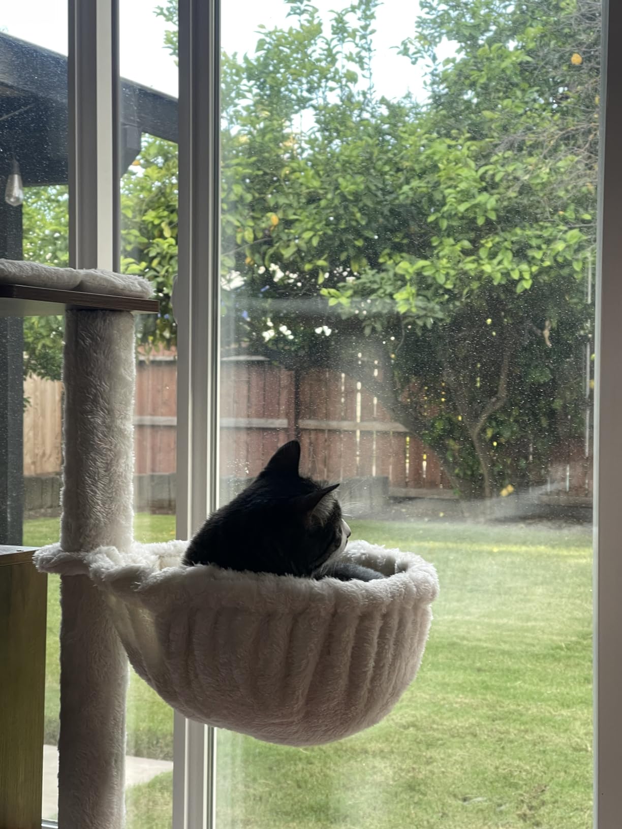 Feandrea Cat Tree, 65-Inch Tall Cat Tower, Multi-Level Condo with Cave, Basket, Hammock, Pompom, Scratching Posts, Almond Yellow UPCT118Y01 customer photo 2