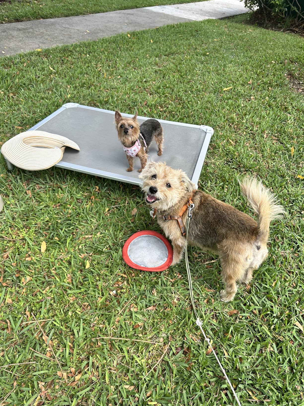 Veehoo Chew Proof Elevated Dog Bed - Cooling Raised Pet Cot - Silver Aluminum Frame and Durable Textilene Mesh Fabric, Unique Designed No-Slip Feet for Indoor or Outdoor Use, Black, 42