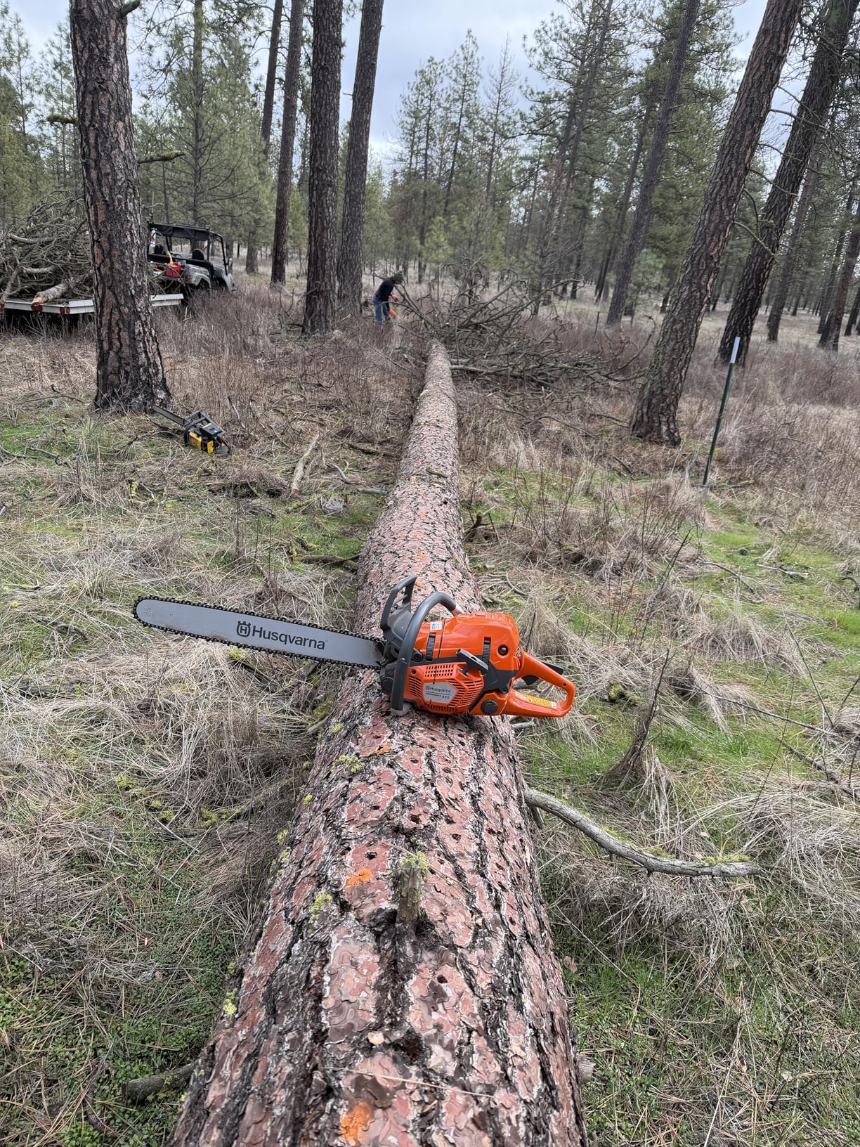 Husqvarna 555 Gas Chainsaw, 60-cc 4.16-HP 2-Cycle X-Torq Engine, 24 Inch Chainsaw with X-Cut Chain customer photo 2