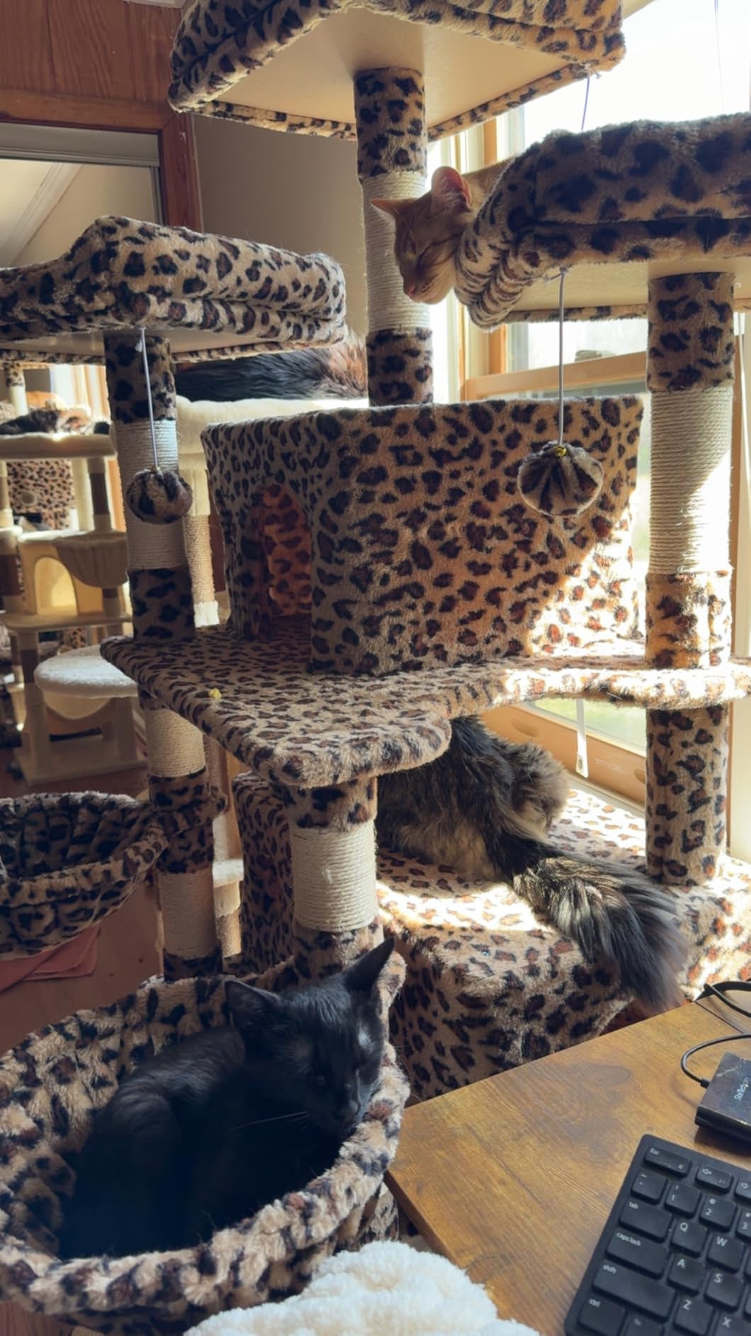 Allewie 82 Inches Large Cat Tree/House/XXL Tall Cat Towers for Big Feline/Scratching Post/Multi-Level Large Kitty Climbing Tree with Condo/Smokey Grey customer photo 1