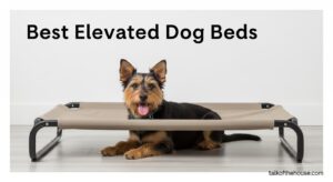 Best Elevated Dog Beds