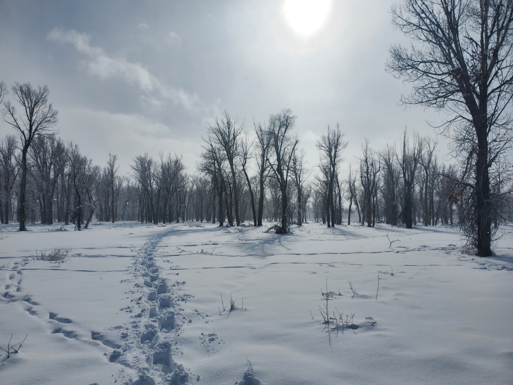 Yukon Charlie's Sherpa Snowshoe - Snowshoes for Men & Women, Multiple Sizes & Models customer photo 2