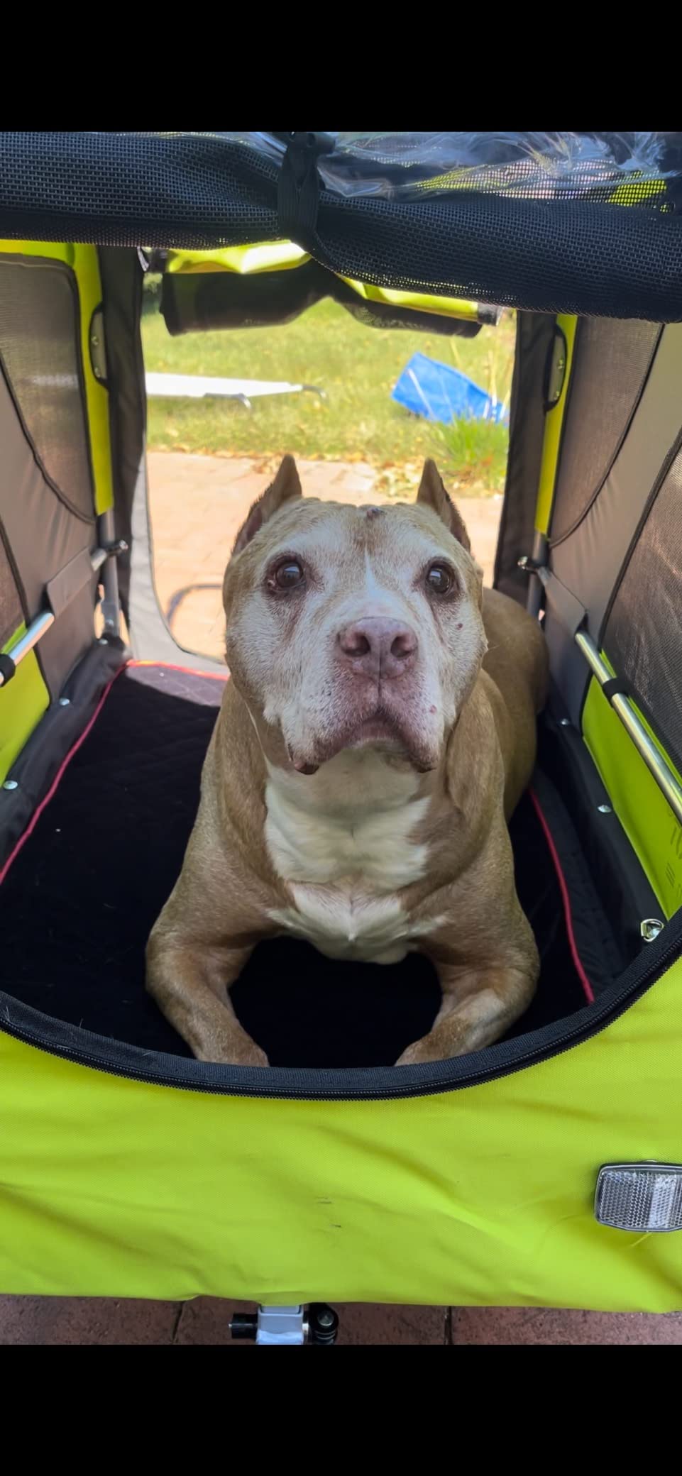 DOGGYHUT Premium Large/XL Pet Bike Trailer & Stroller for Large Sized Dog or Multiple Small Dogs, Low Center of Gravity, Parking Brakes, Easy Folding Frame, Bicycle Carrier customer photo 1
