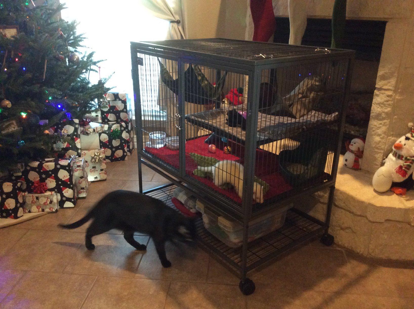MidWest Homes for Pets Ferret Nation Single Unit Small Animal Cage, 2 Tiers, Includes Pan, Shelf, Ramp & Cover, for Ferrets & Other Small Animals customer photo 1