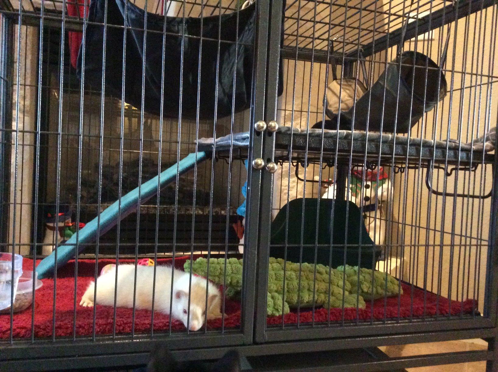 MidWest Homes for Pets Ferret Nation Single Unit Small Animal Cage, 2 Tiers, Includes Pan, Shelf, Ramp & Cover, for Ferrets & Other Small Animals customer photo 2
