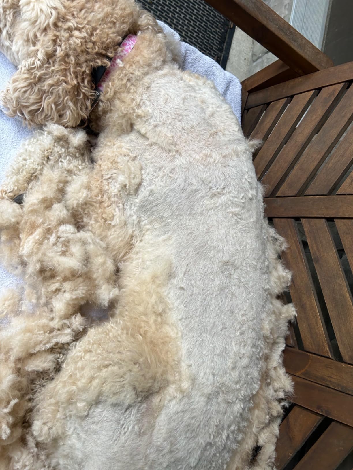 Golden A5 Two-Speed Animal Grooming Clippers with Detachable CryogenX Size 10 Blade (078005-140-002) customer photo 2